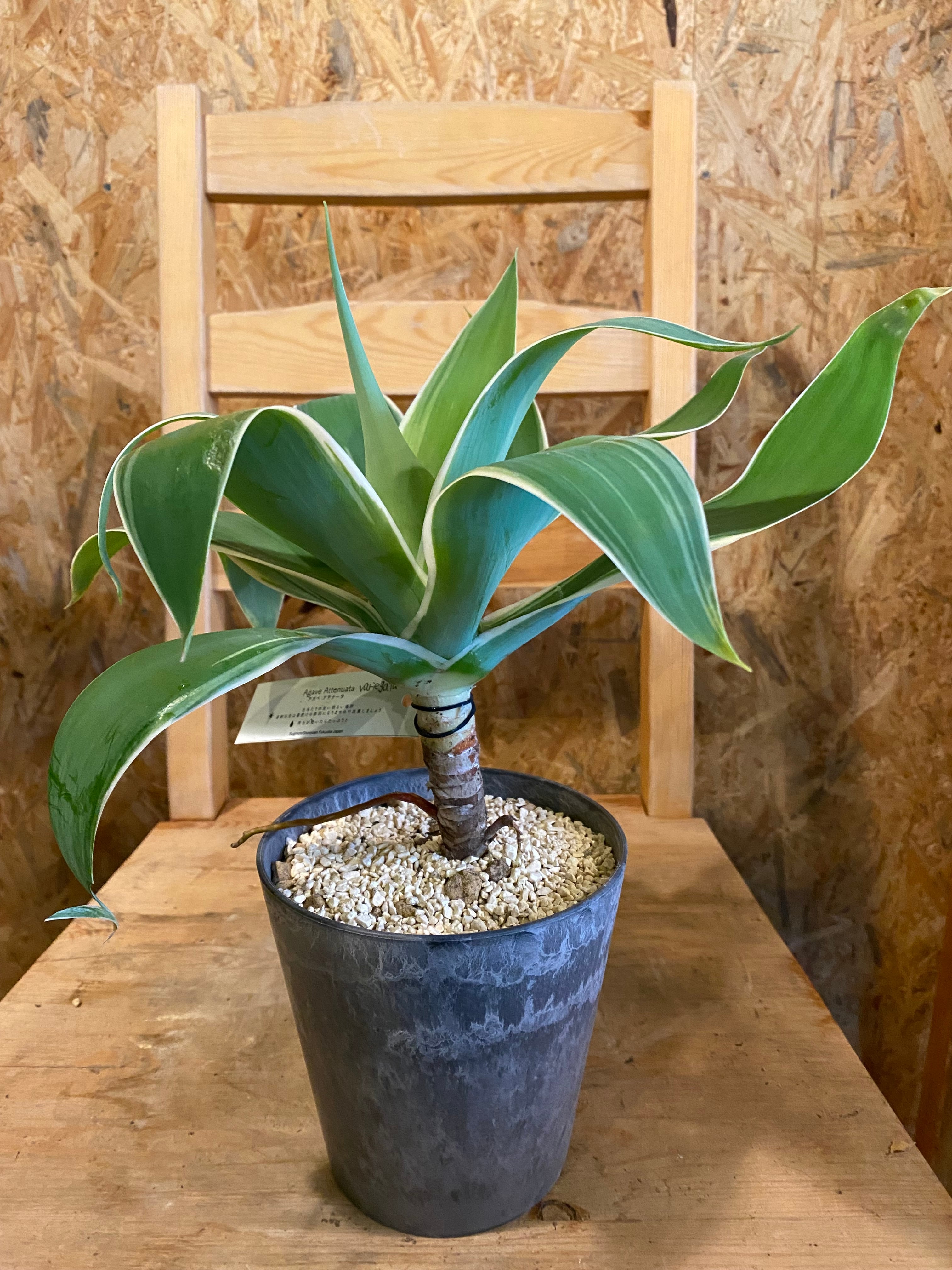 斑入り アガベ アテナータ H30cm W25cm 口径12cm | Garden Varejo