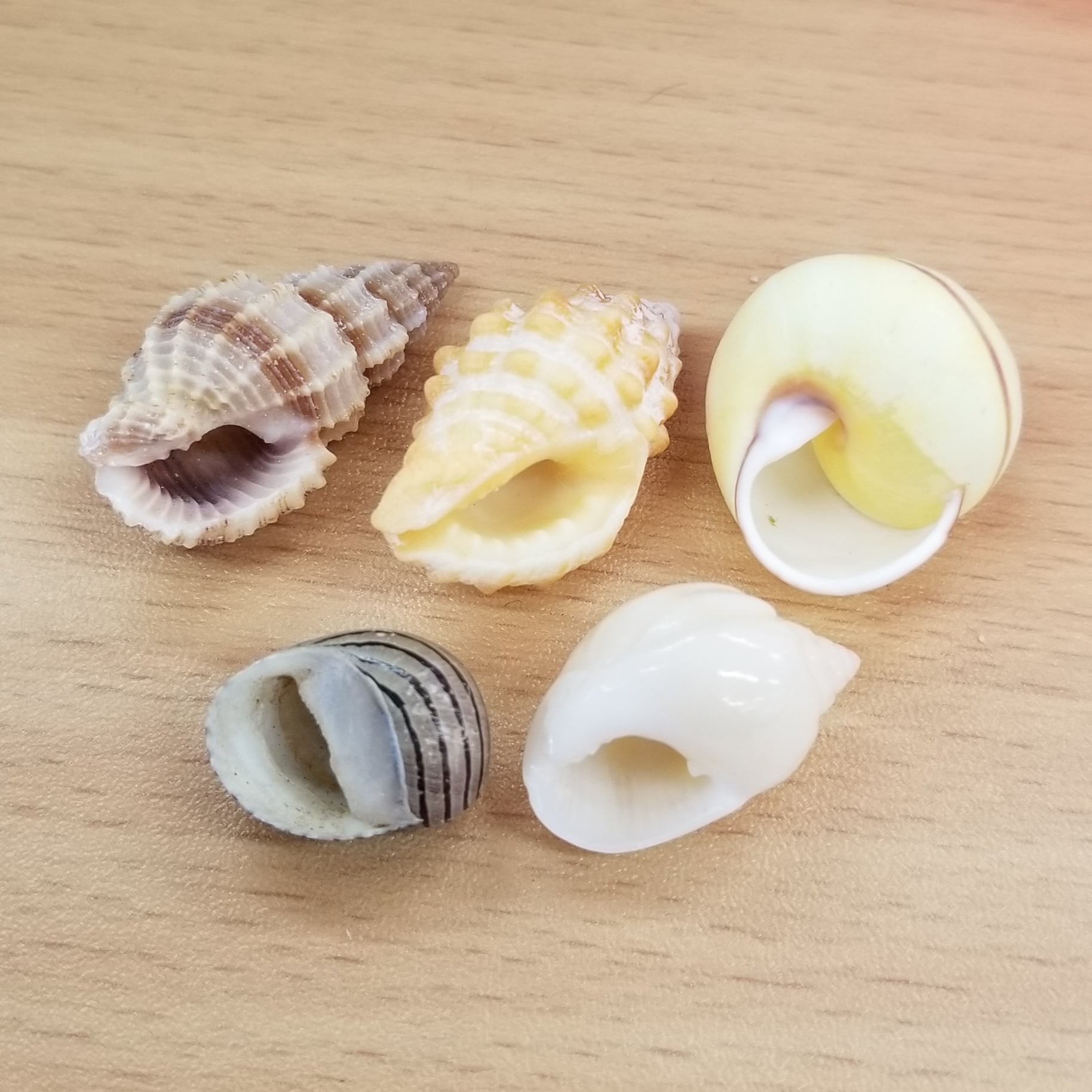 貝殻おまかせ5個セット(殻口0.8~0.9cm) | オカヤドカリショップ BiTa