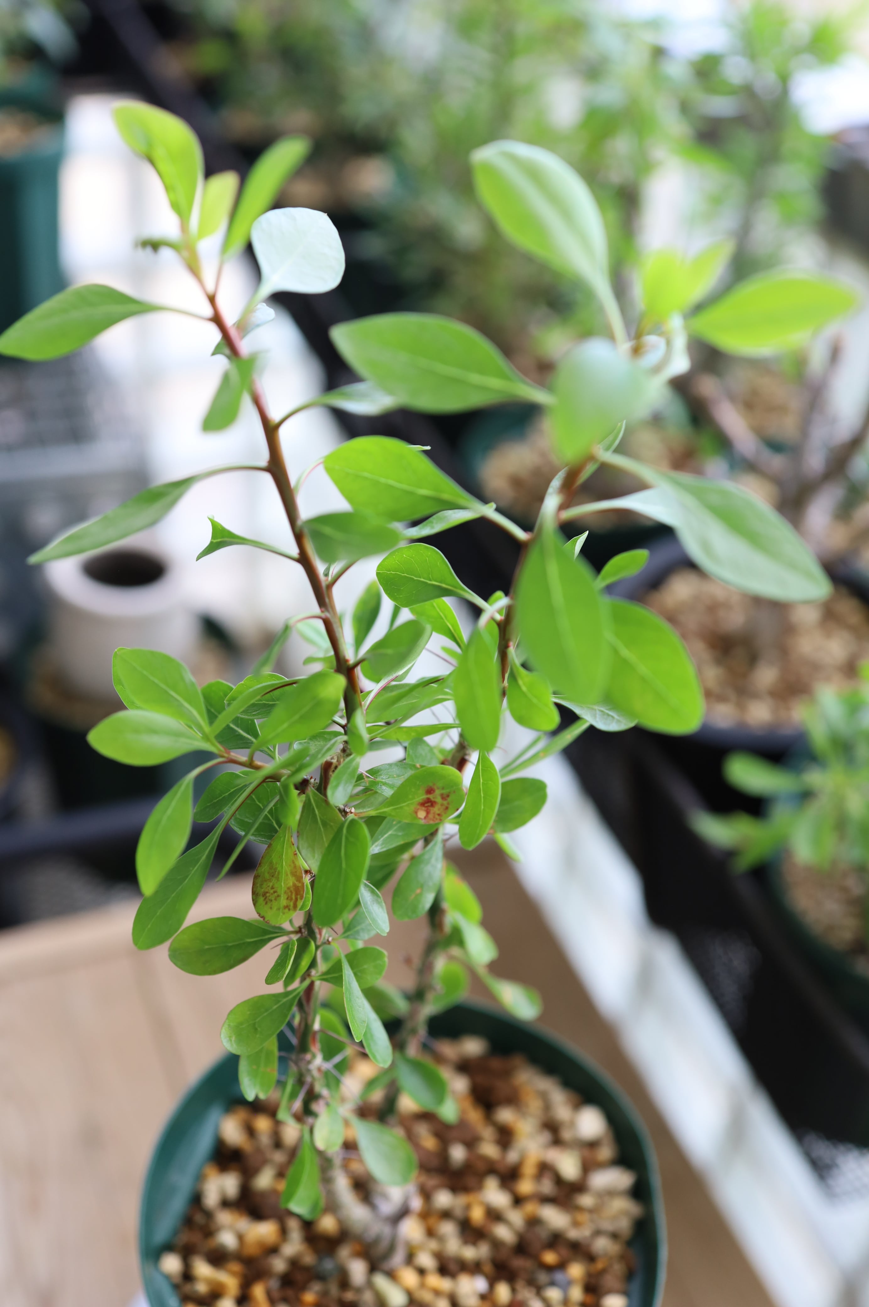 フォークイエリア・ファシクラータ | Fouquieria fasciculata _B