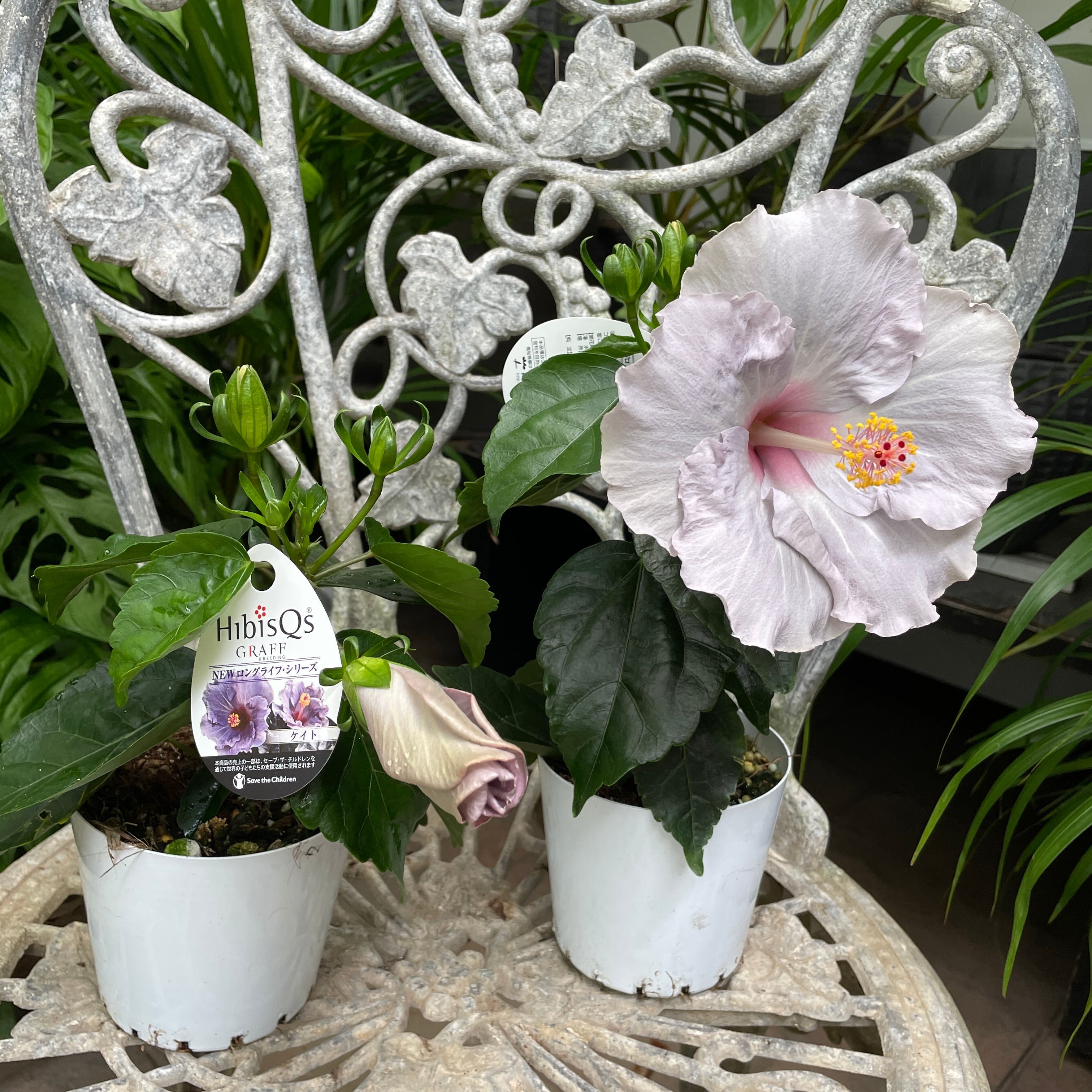 再入荷‼️花保ちバツグン ハイビスカス ロングライフ シリーズ ケイト