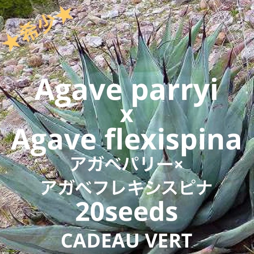 種子】Agave parryi x flexispina パリーフレキシスピナ 20粒 | Cadeauvert