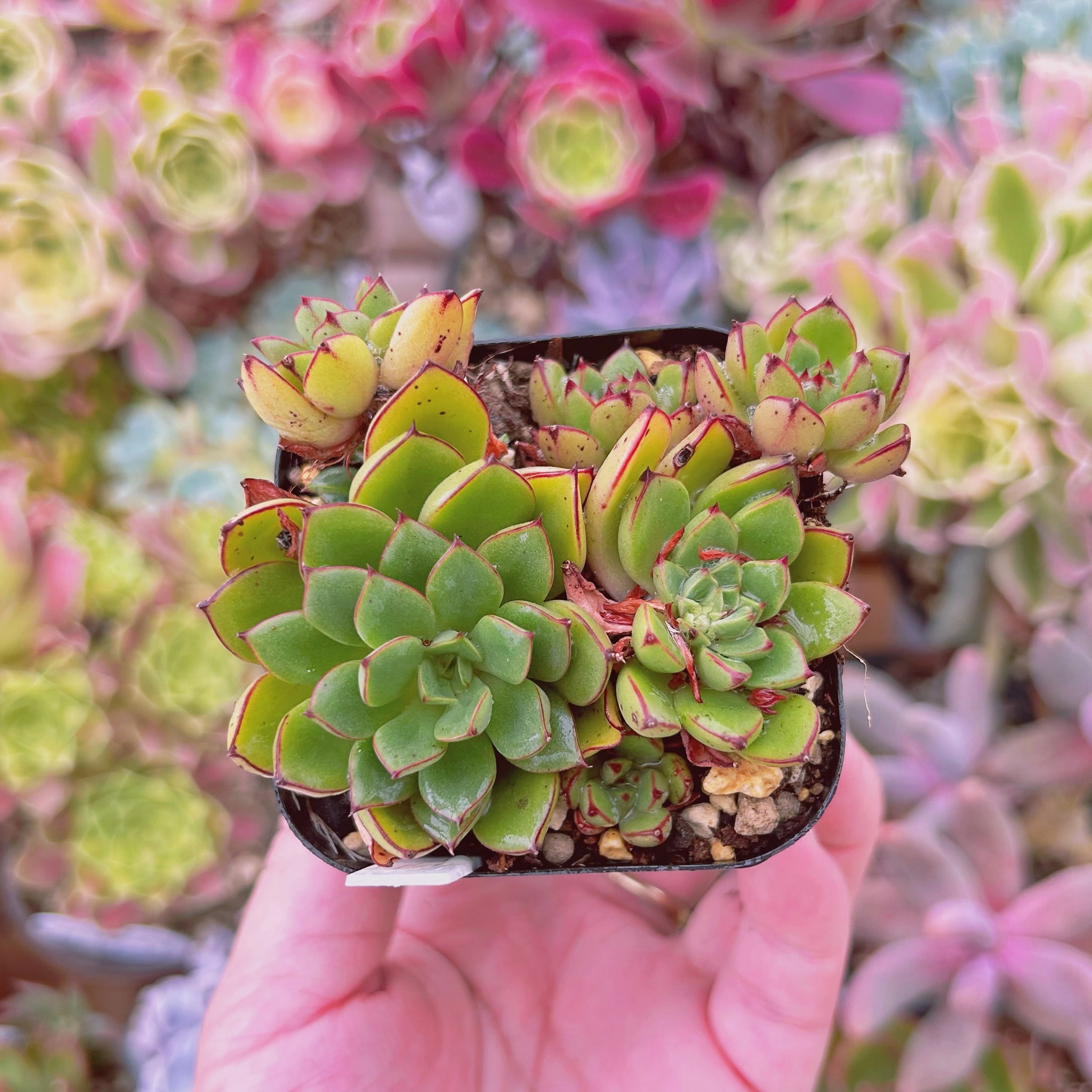 多肉植物アエオニウム錦❤カルミン*エメラルド錦❤️ 100#多肉植物