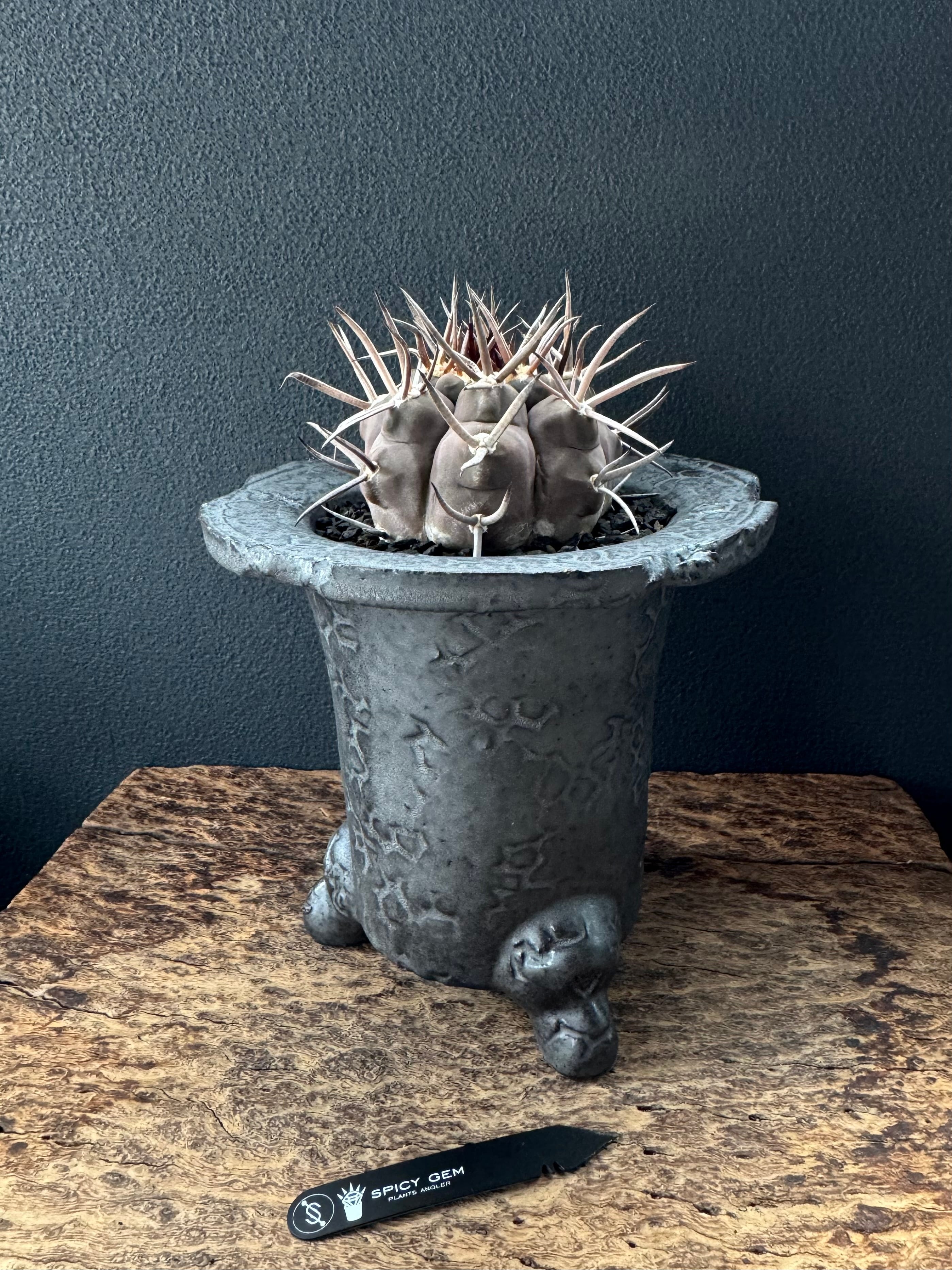 スパイシージェム Meteorite bowl chipped tiny spicygem Meteorite