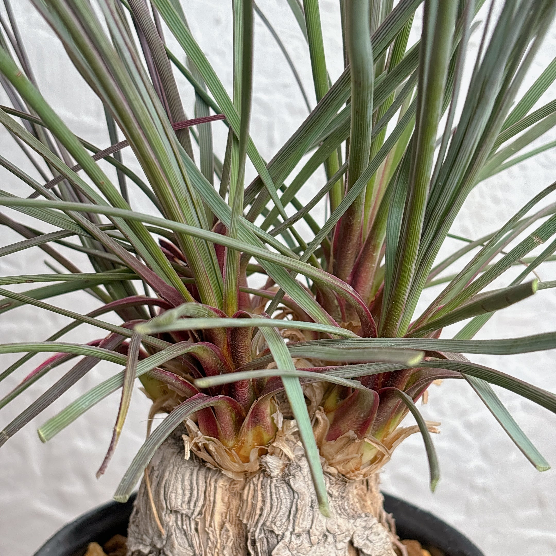 カリバナスフーケリー [塊根植物 観葉植物] | yu25plants