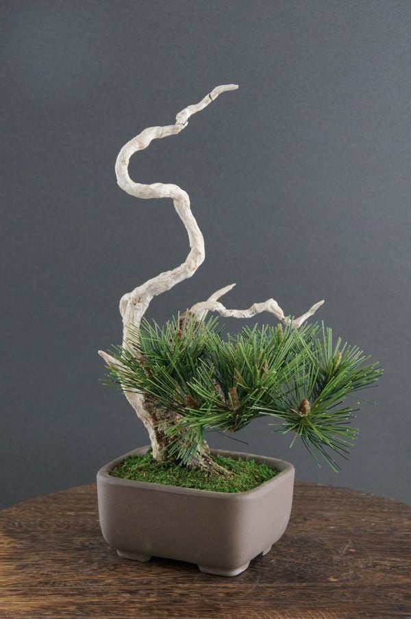 盆栽 神舎利松 #23 | Oh! BONSAI