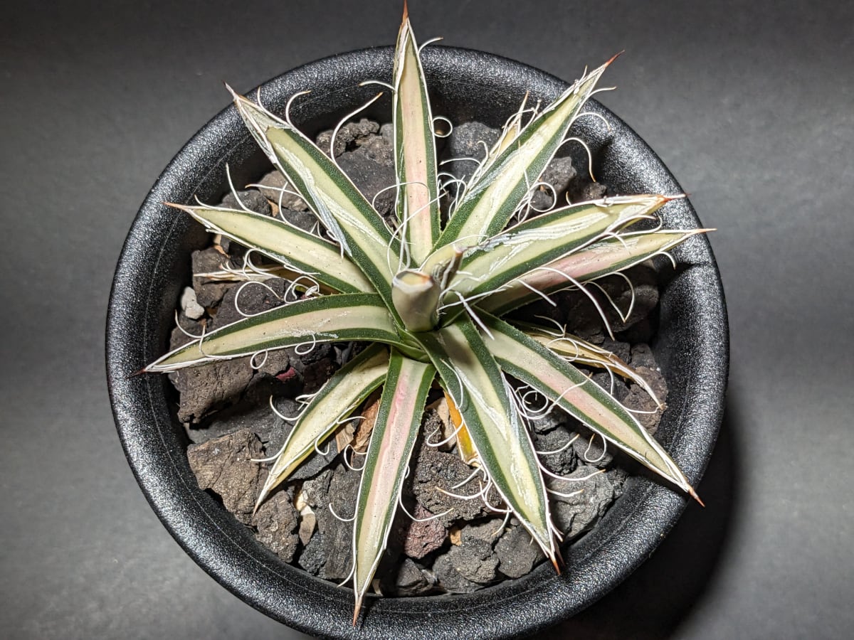 Agave parvifolia f.variegata アガベ 姫乱れ雪 白中斑 | サボテンと