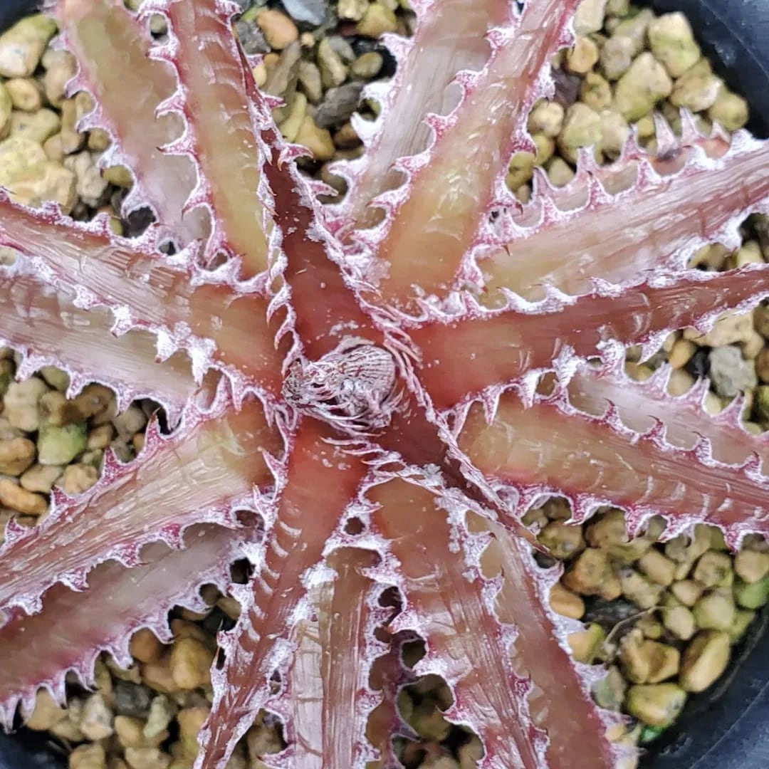 F00121_【Otto #02】Dyckia dawsonii Hybrid 'Purple Silver' x 'Big