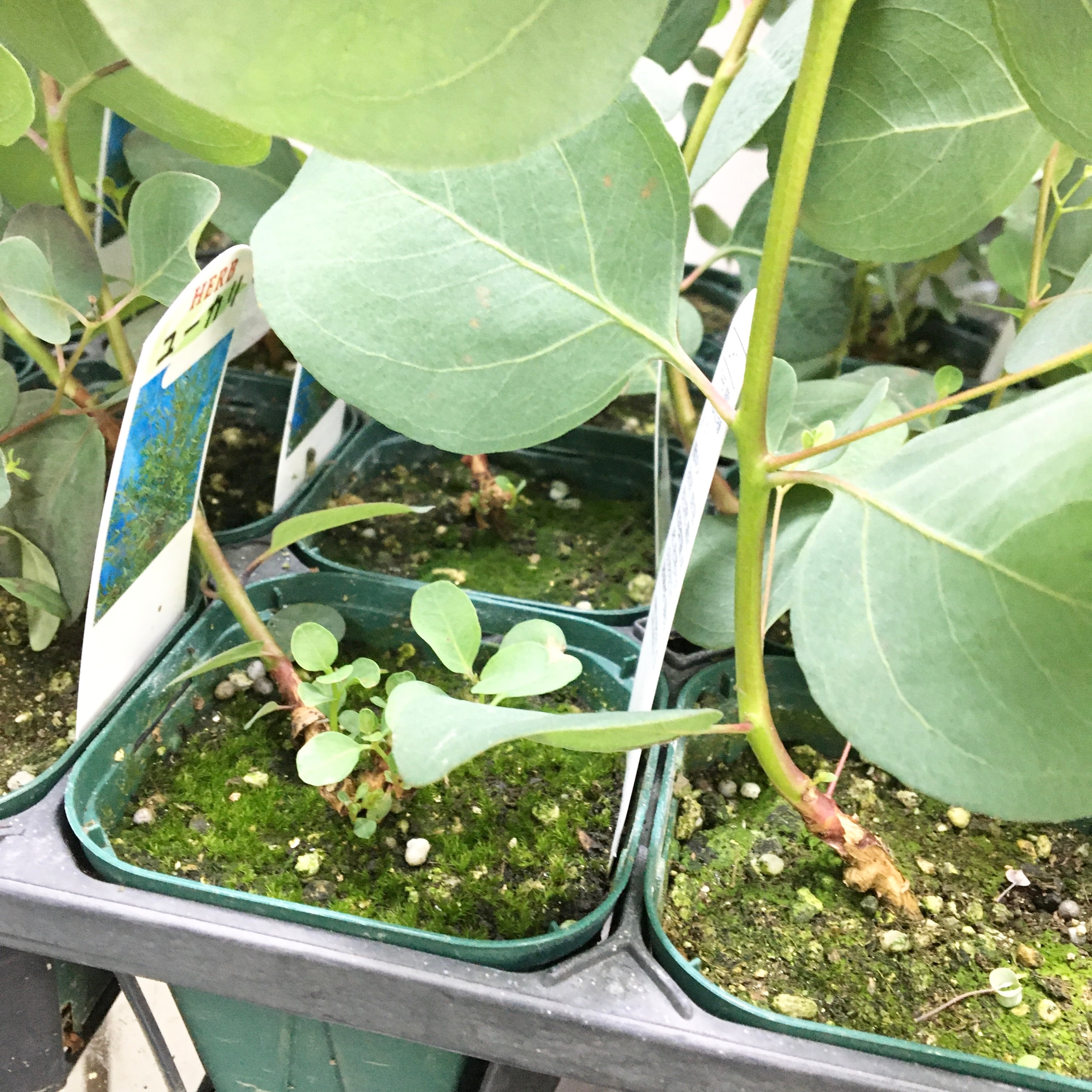 ユーカリ グニー&ポポラス セット | PLANTS SHOP OLIVE