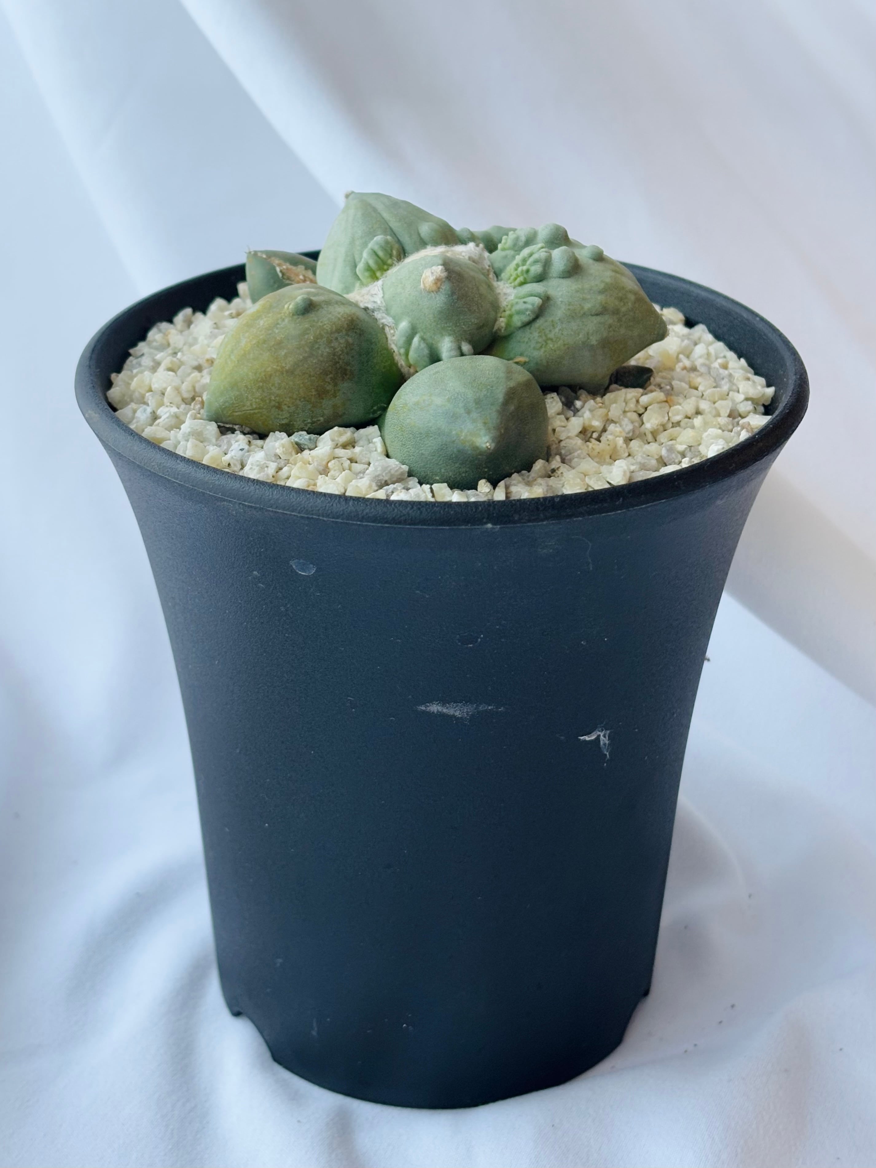 Ariocarpus Cauliflowermonst. アリオカルプス カリフラワー 花牡丹