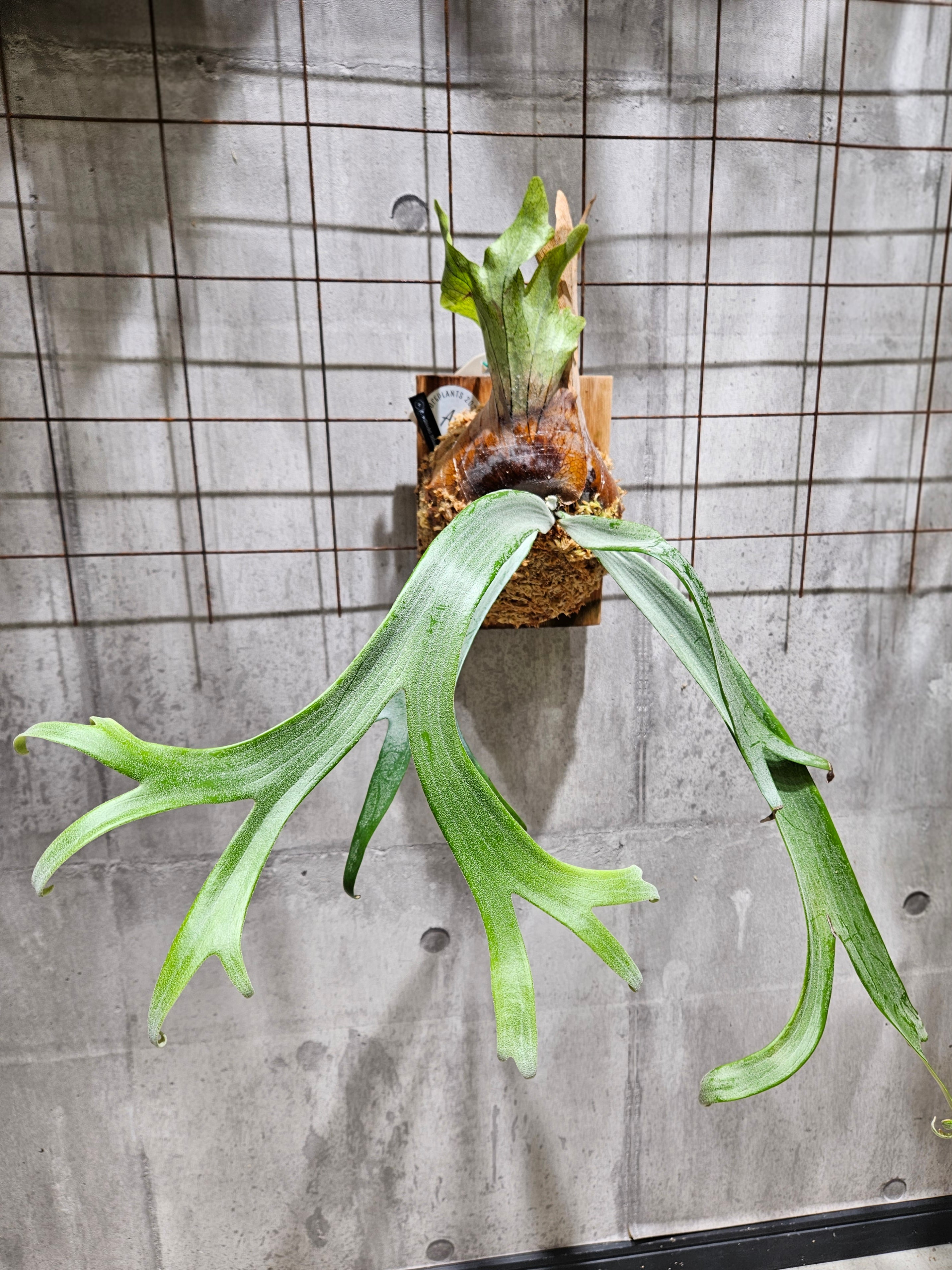 P. willinckii Hibiscus (OC) 【artPLANTs/PLANTS GARAGE】ビカクシダ