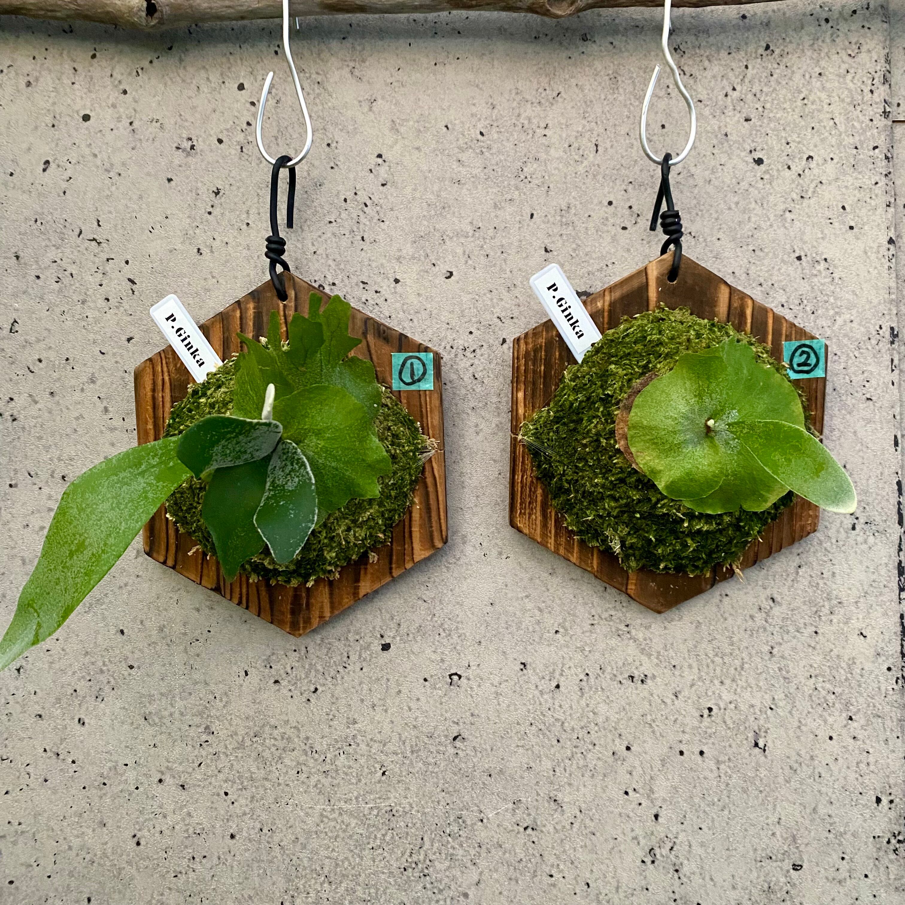 ビカクシダ『ギンカ』 2番 | Planet Plants プラネットプランツ