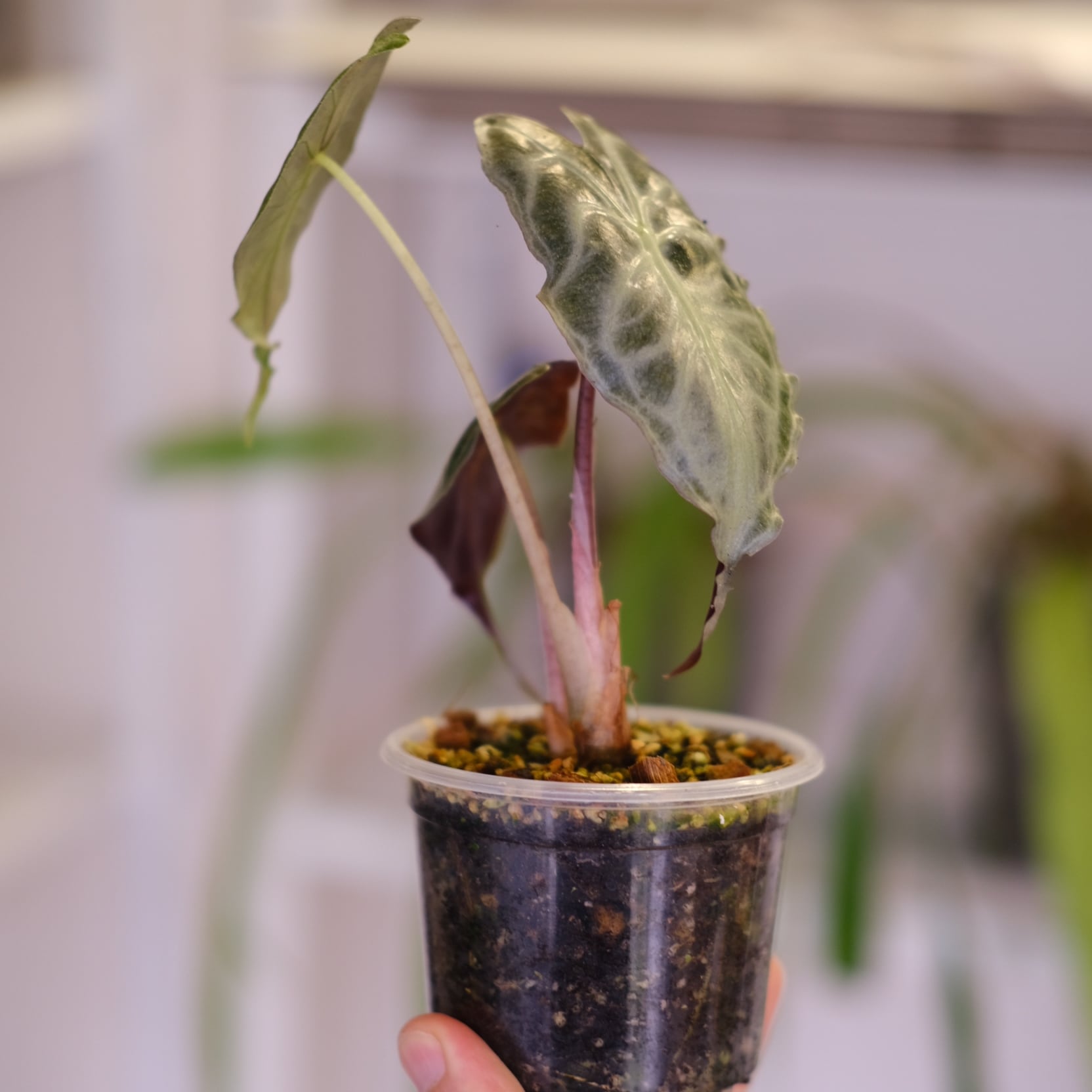 子株付き】Alocasia 'Venom'│アロカシア・ヴェノム│観葉植物