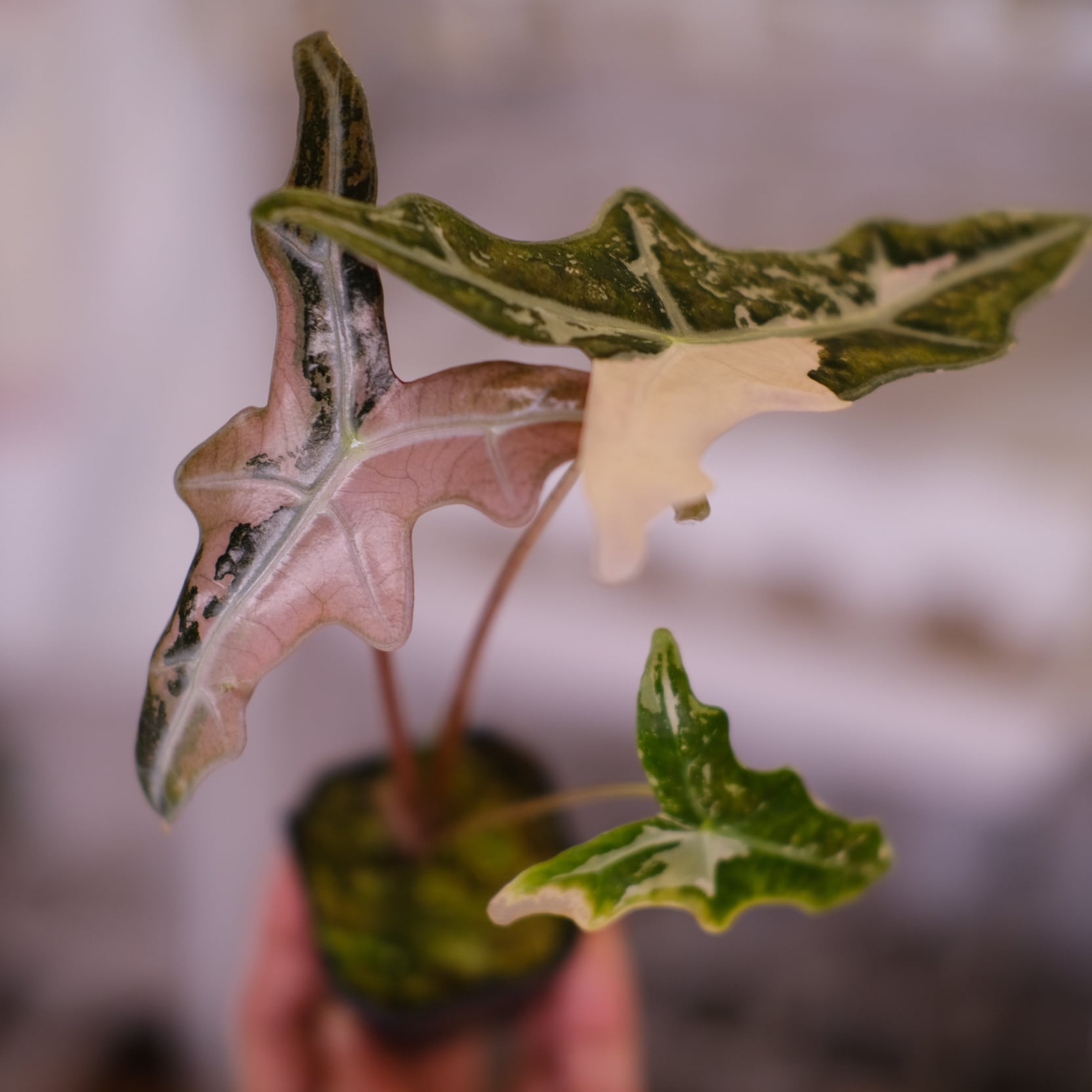 Alocasia Nobillis Pink 