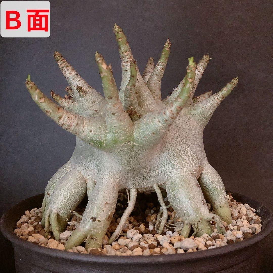 極美タコ足/超極太/塊根植物】アデニウム タイソコトラナム タコ足