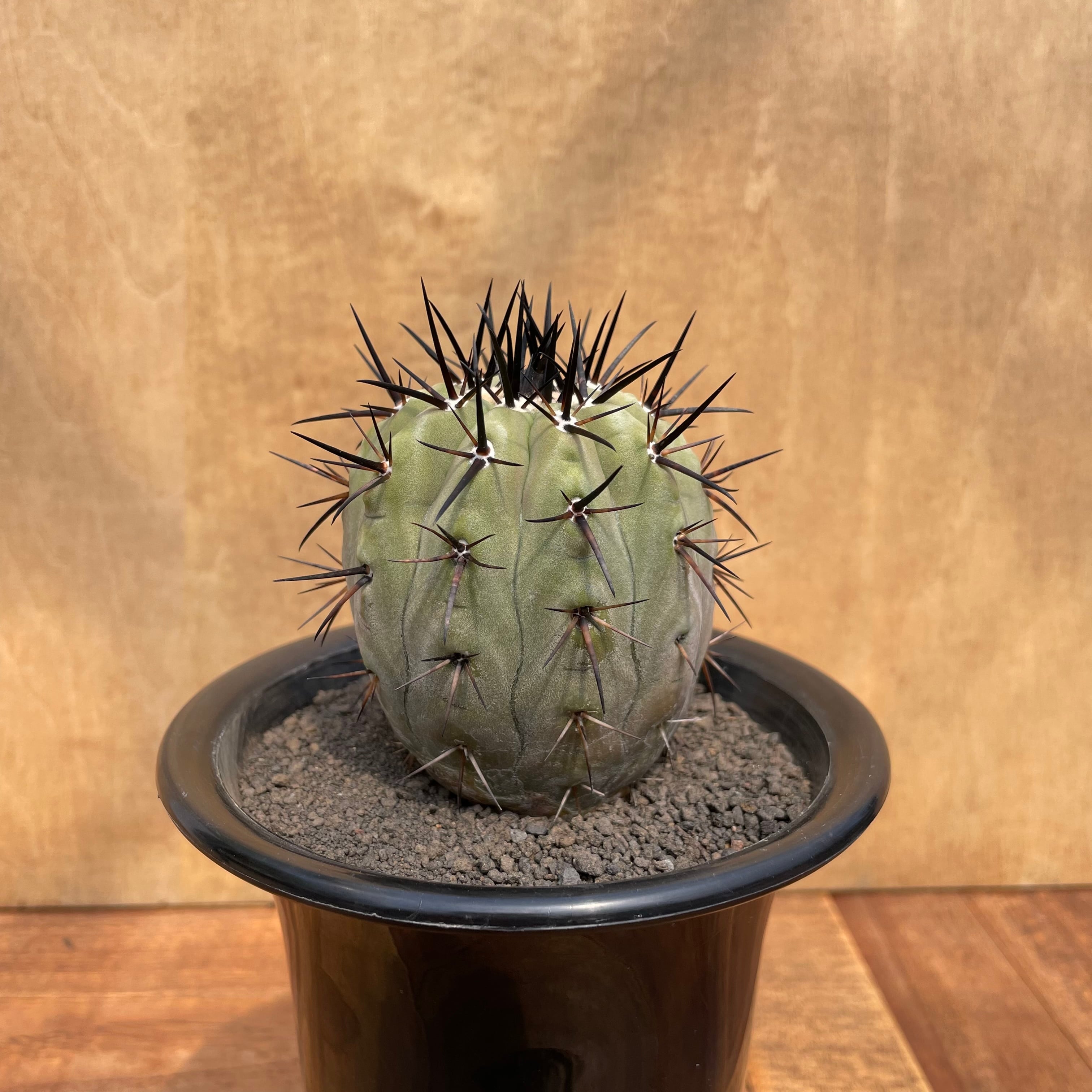 Copiapoa | RIMO'S GREEN 【Saboten & Succulent】
