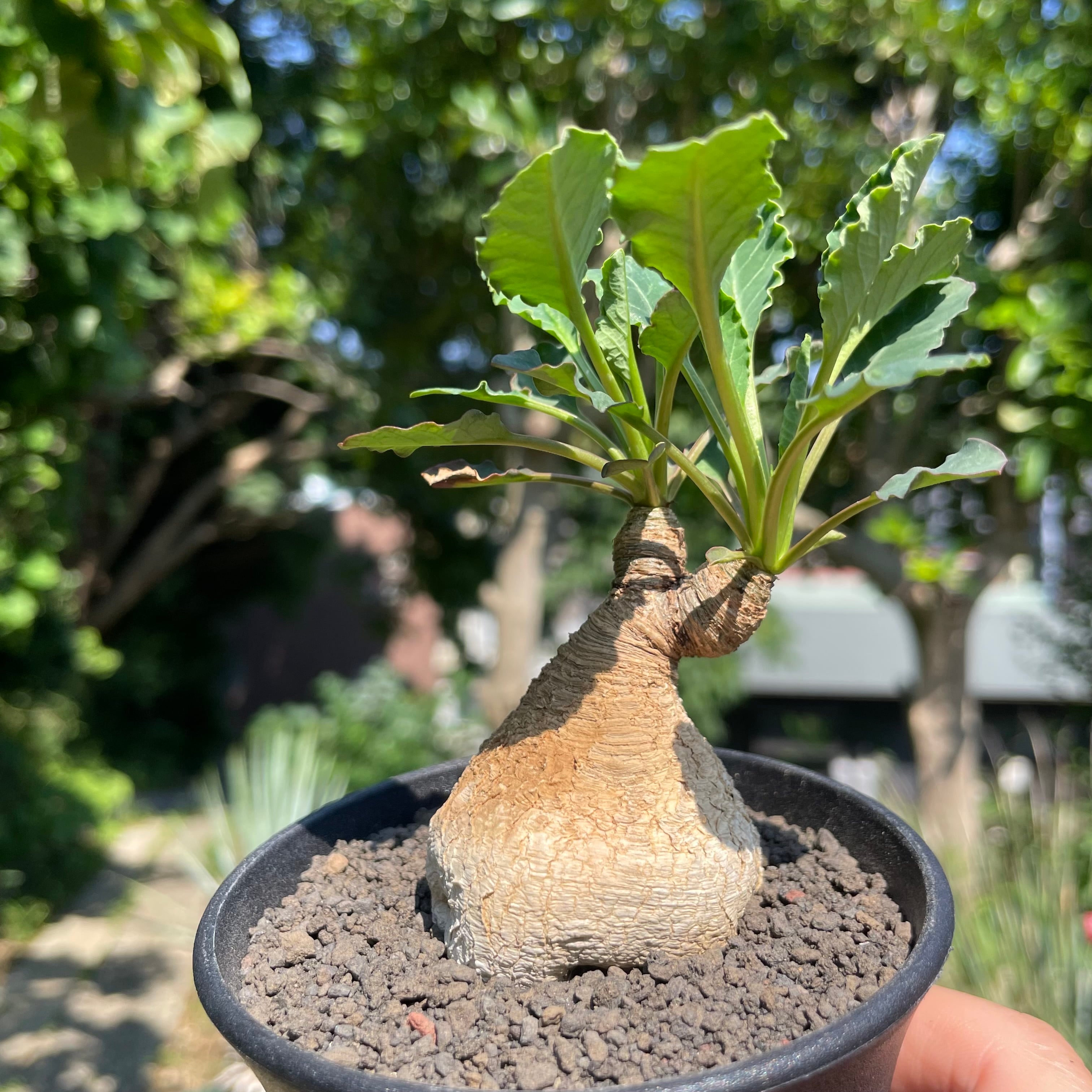 Euphorbia spannringii【ユーフォルビア・スパンリンギー(フィッシュ