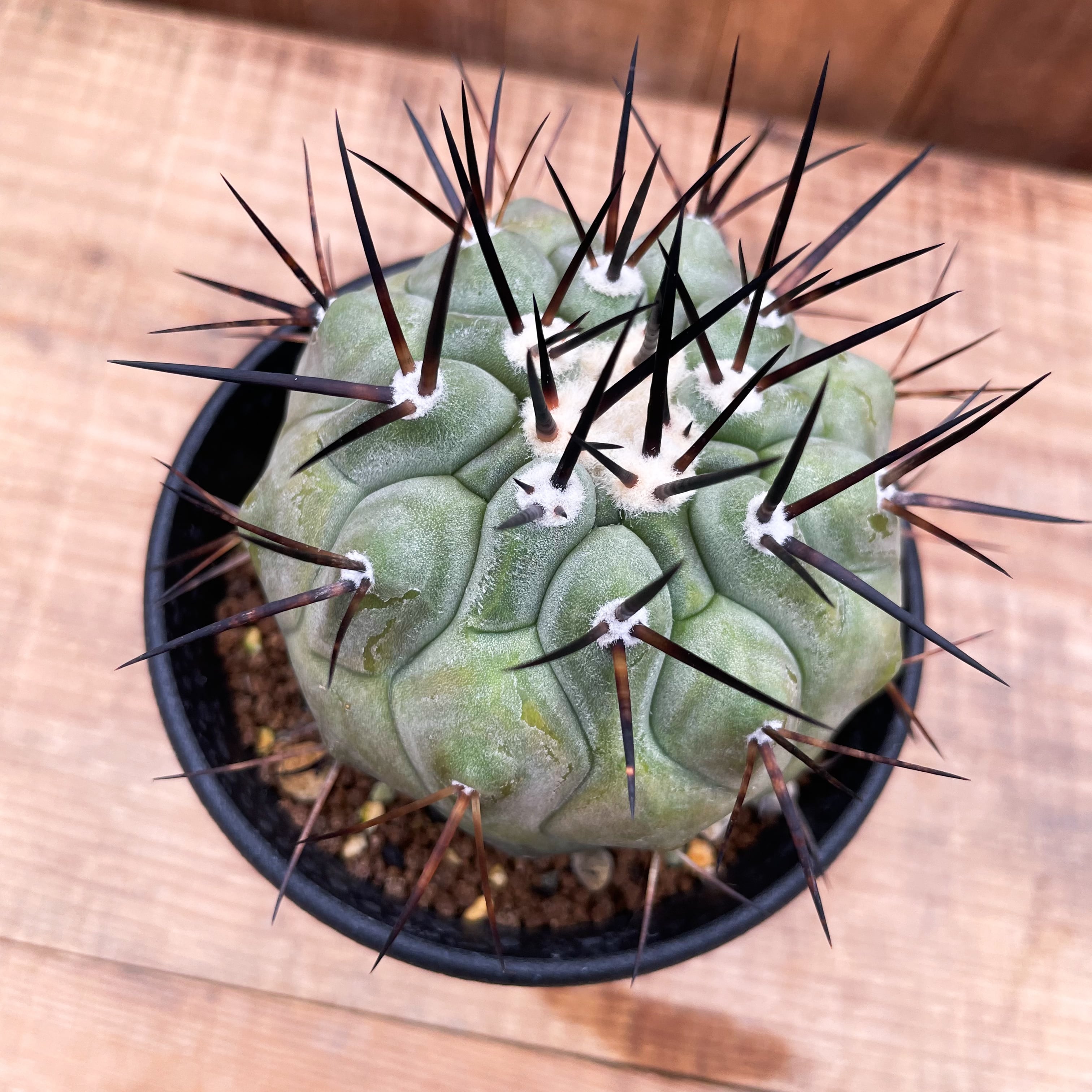 Copiapoa cinerea【黒王丸・実生】 | RIMO'S GREEN 【Saboten