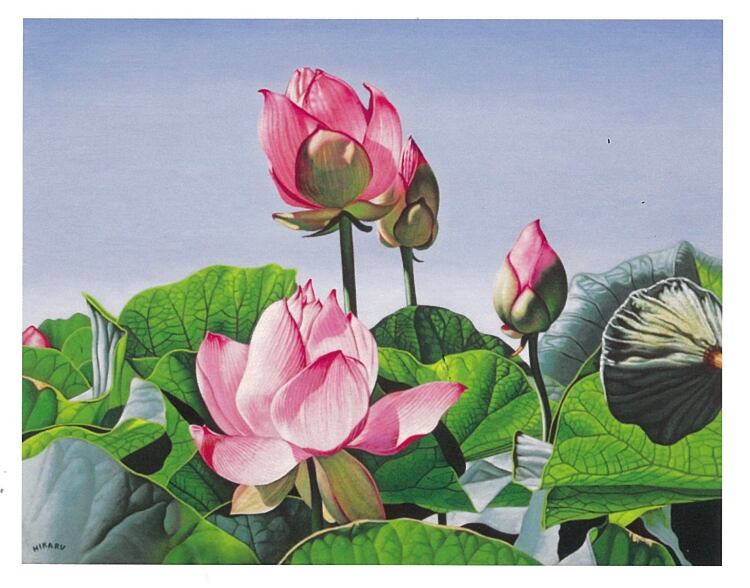 蓮の花 絵葉書5枚セット | 油絵画家 吉野光 公式ショップ