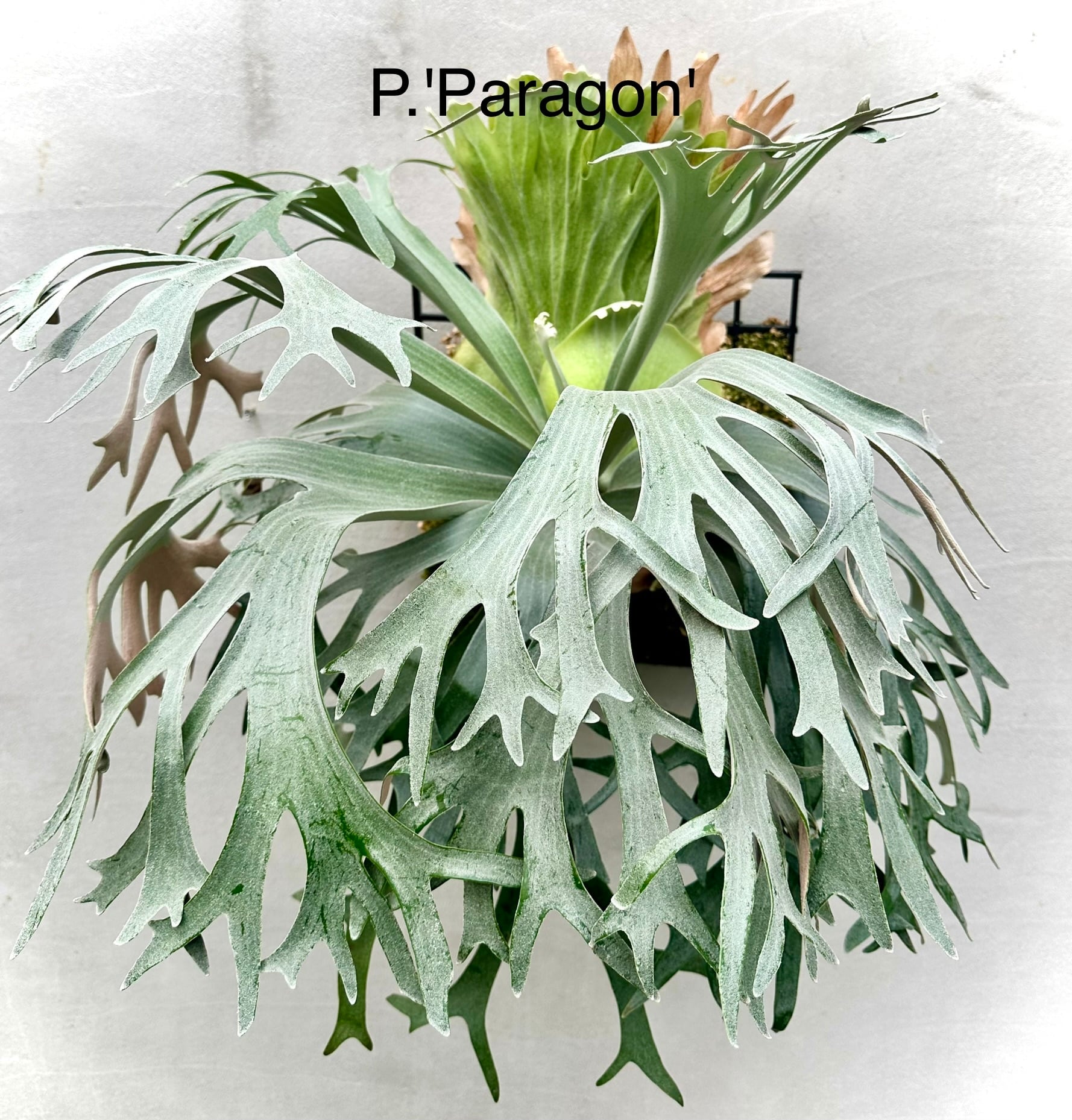 vandaka plants