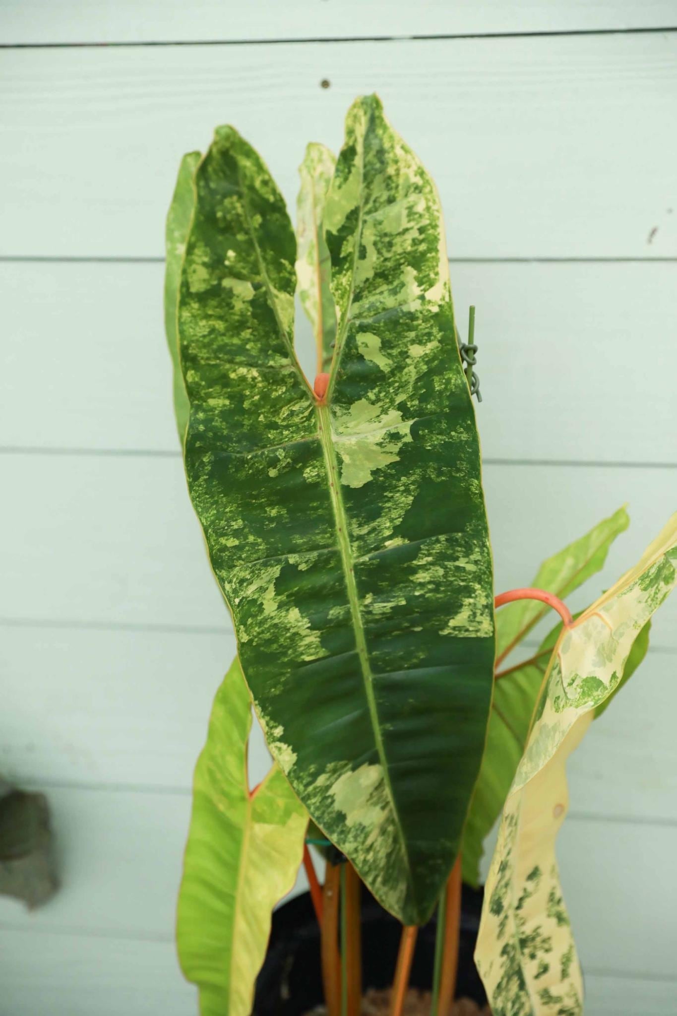 フィロデンドロン ビレッティア 斑入り 大株【激レア】Philodendron