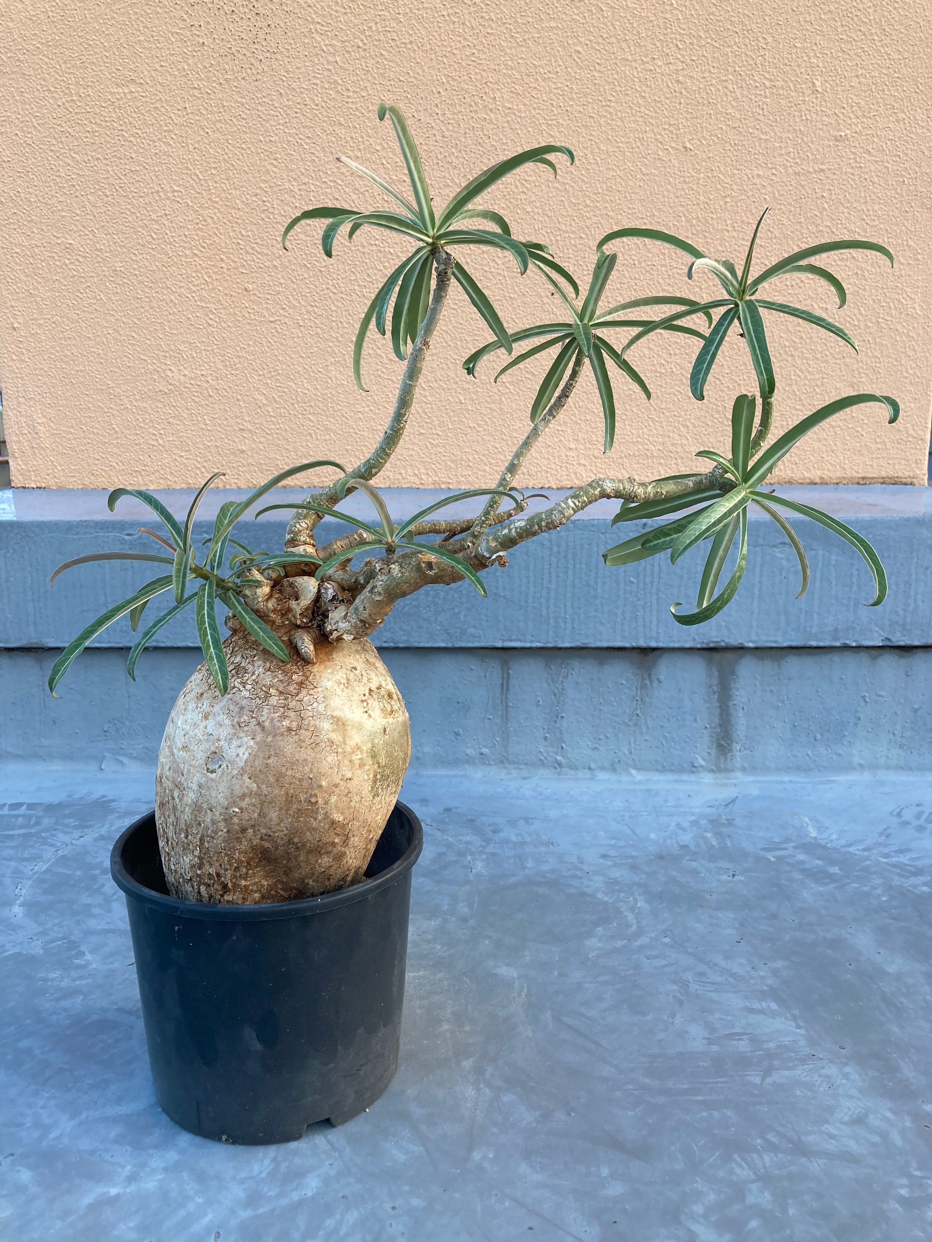 Adenium Somalense Nova 【アデニウム ソマレンセ ノバ】 | 紬紫舟