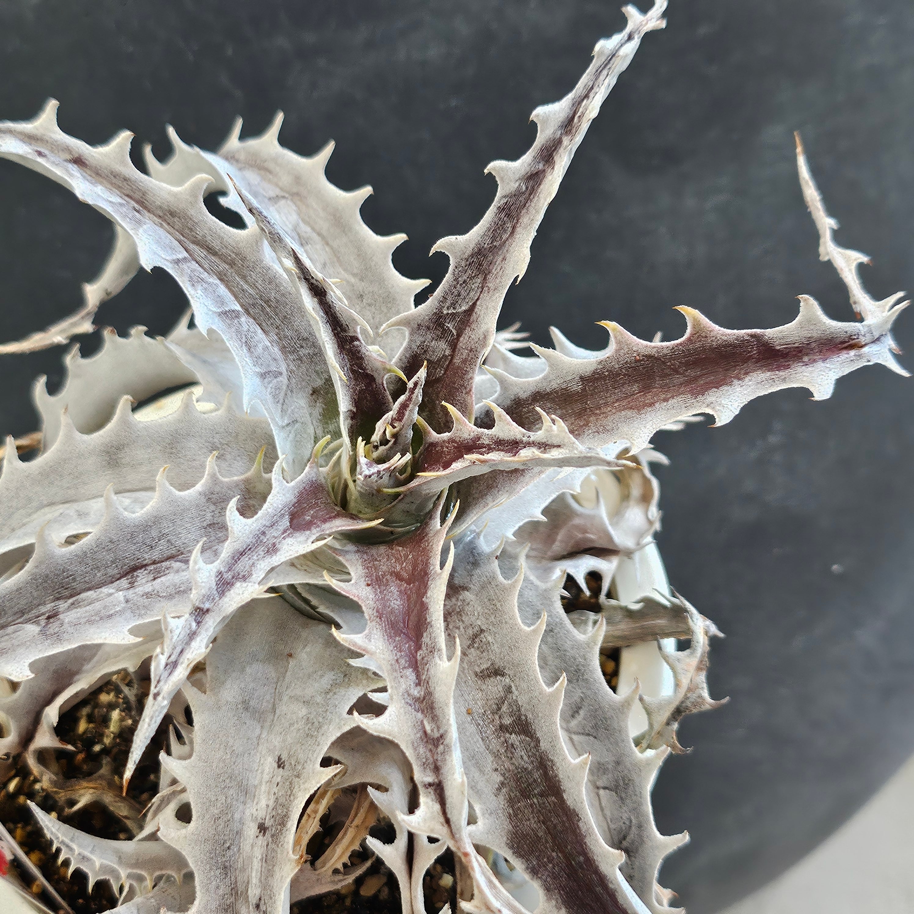 ディッキア フジヤマ Dyckia Fujiyama | Plants Baka