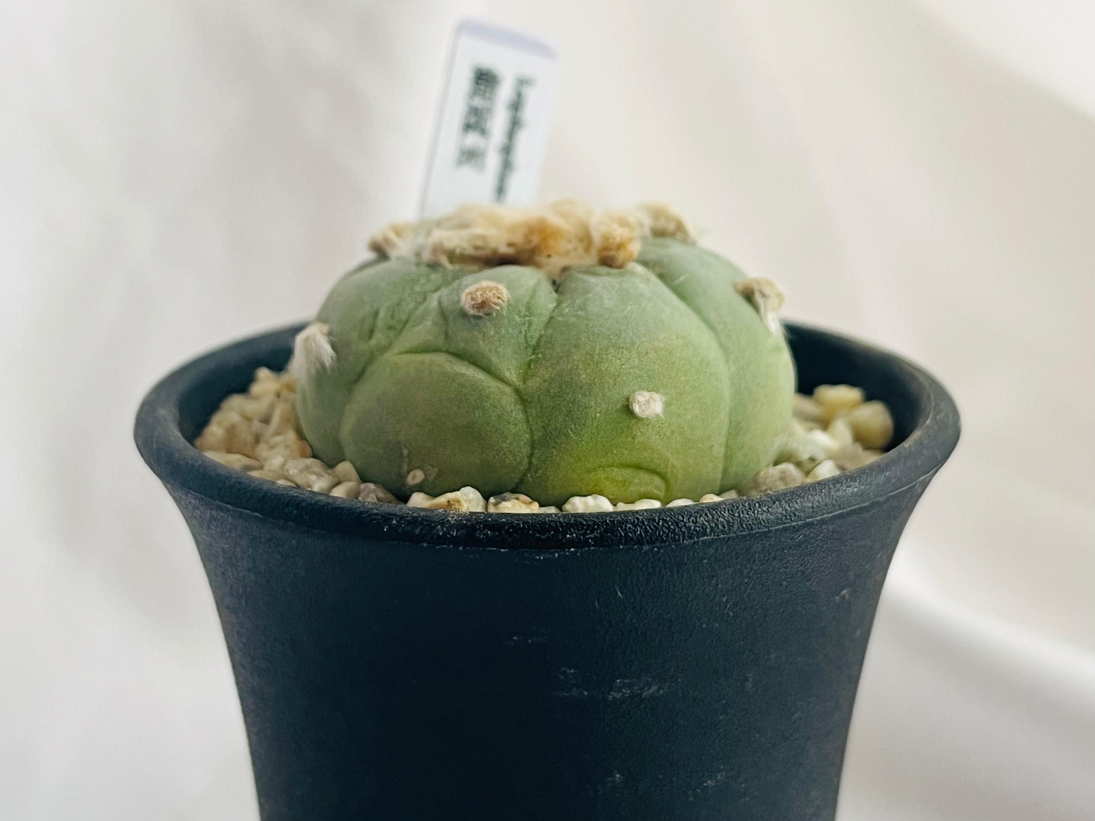 Lophophora williamsii var. decipiens ロフォフォラ 白肌銀冠玉
