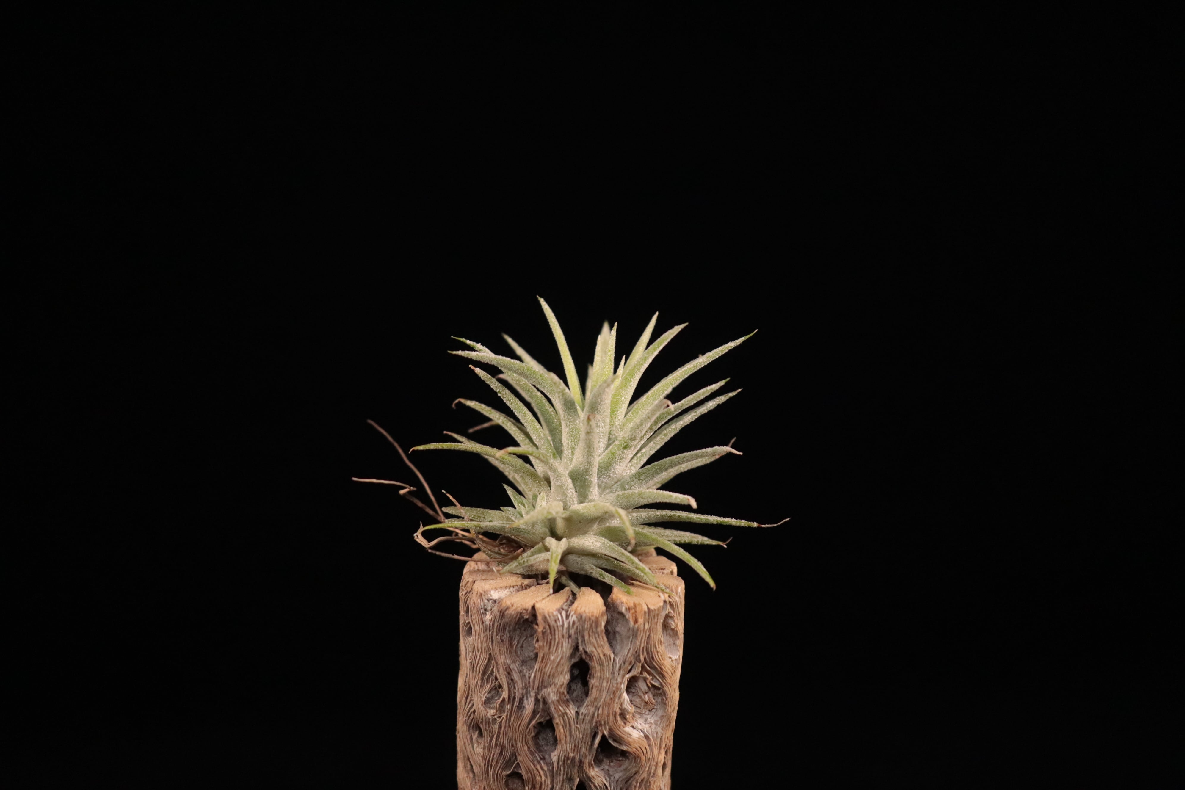 reserved】ionantha 'Monstrose' x ionantha var. vanhyningii 'Jumbo