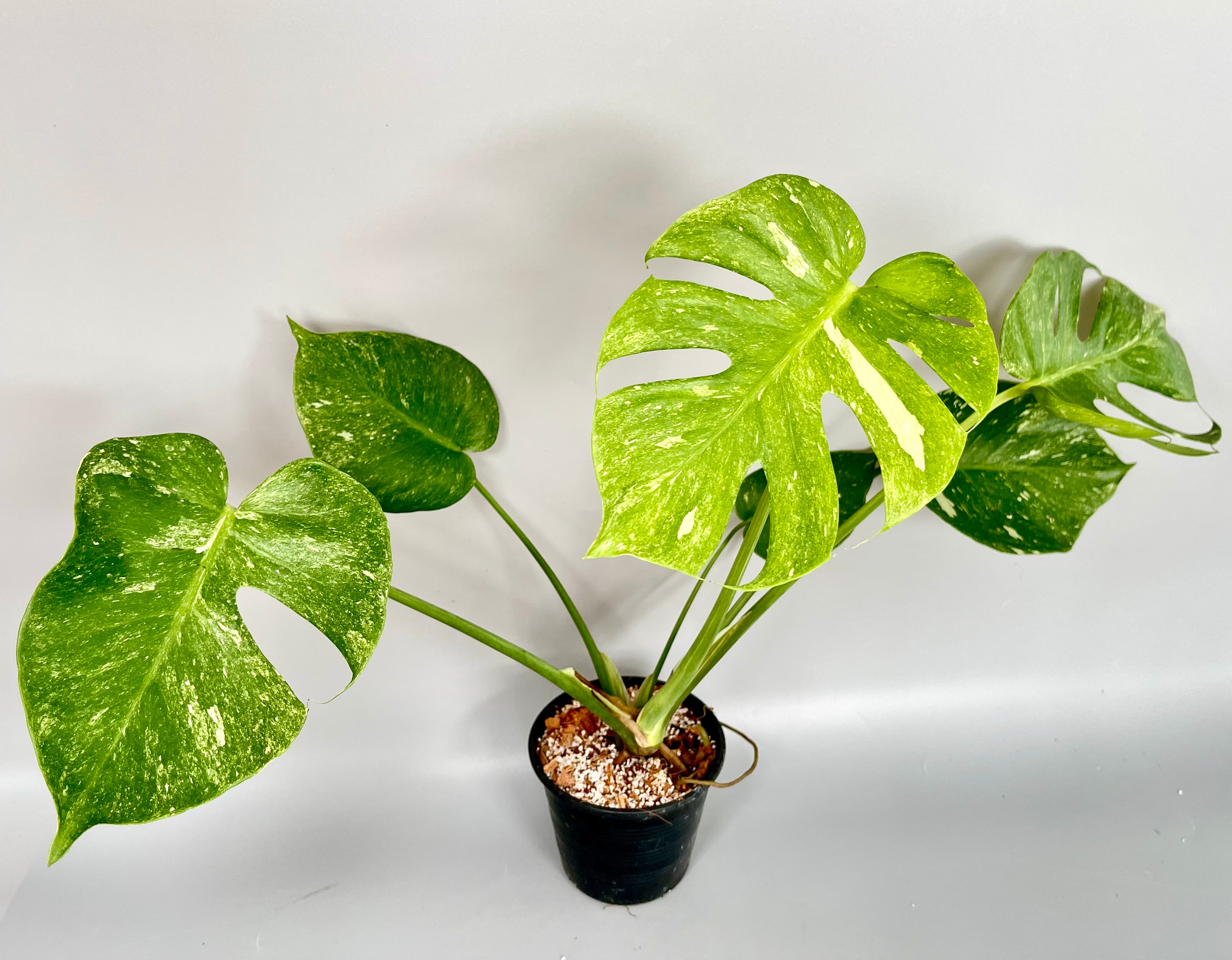 モンステラ・レガシー│Monstera 'Legacy'④ モンステラ・レガシー