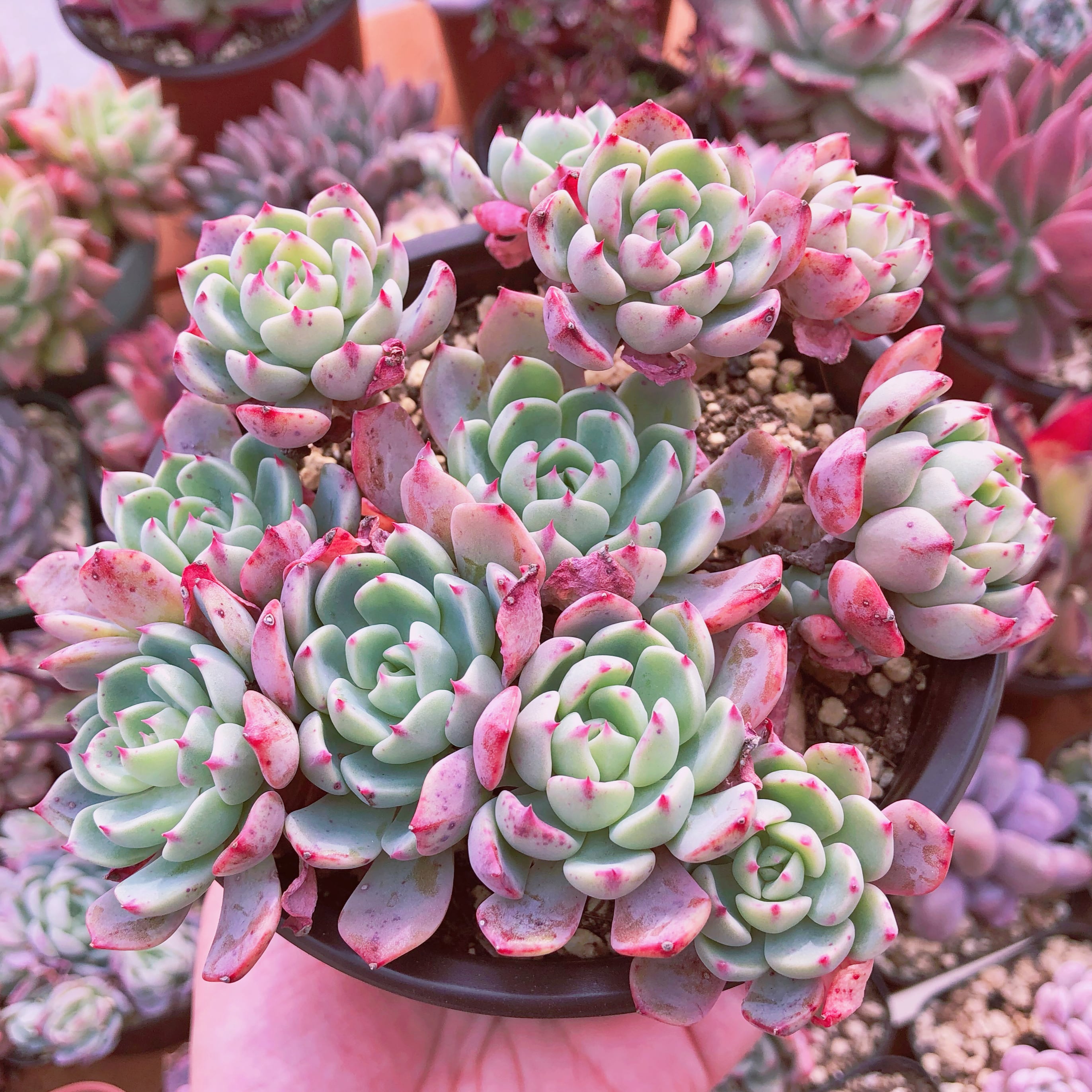 97.多肉植物 ボラピル 1450円【抜き苗】 97.多肉植物 ボラピル 1450円