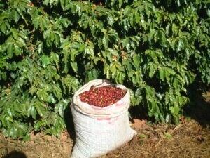 ブラジル セラード珈琲 手摘み完熟豆 中深煎り 100g | Aokati coffee