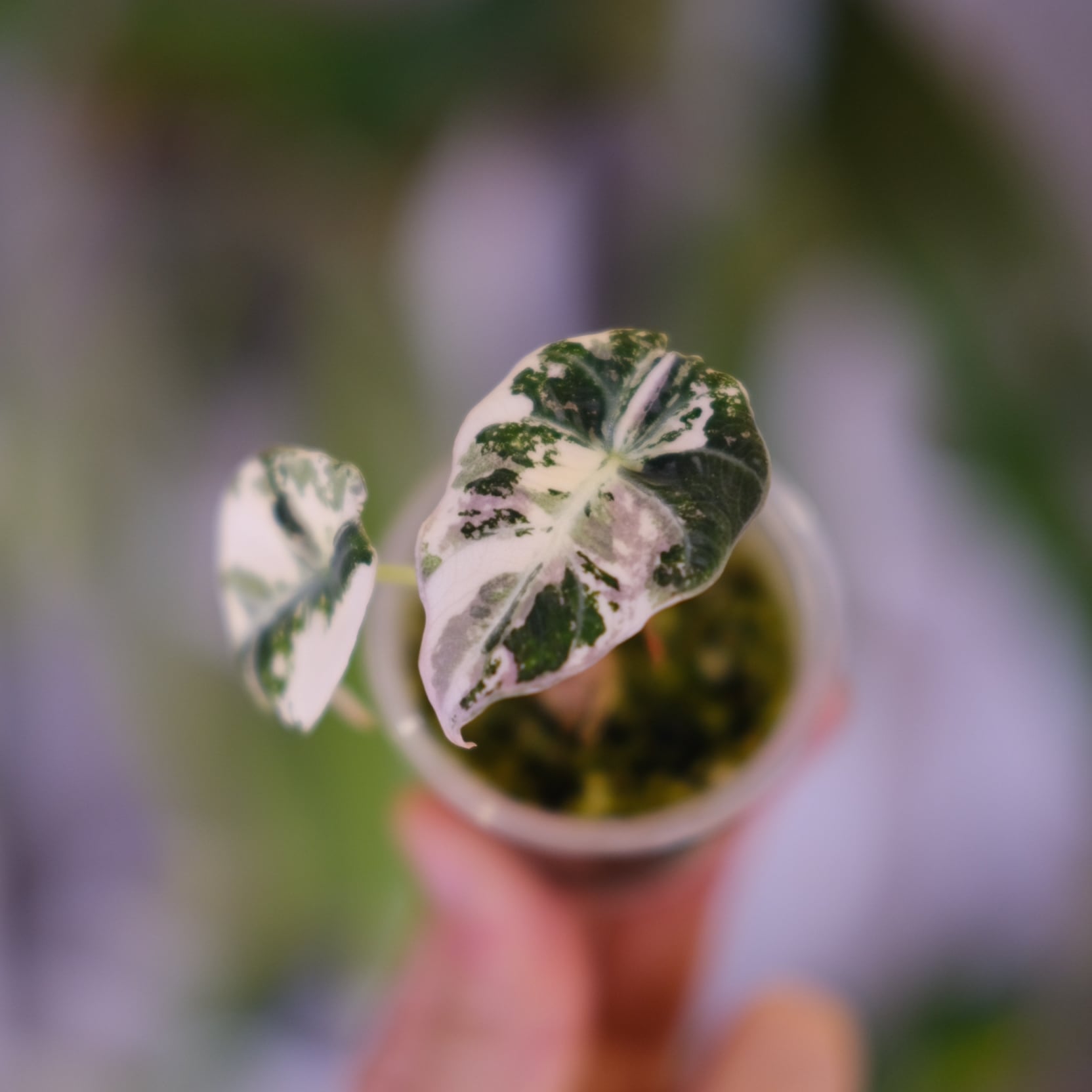 斑入りアロカシア / Premium Alocasia | tokyoplants / 観葉植物専門店