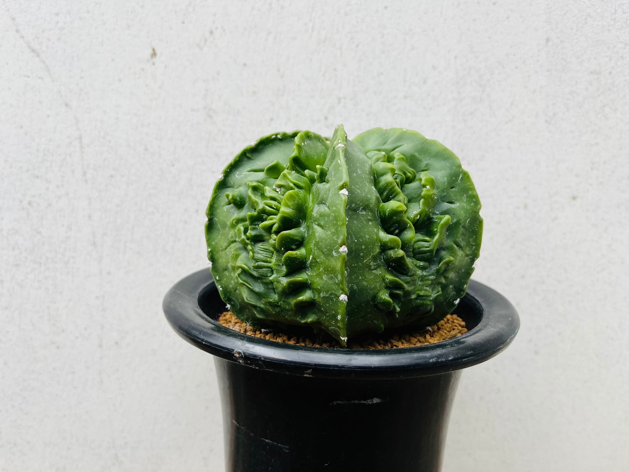 Astrophytum myriostigma アストロフィツム 複隆ヘキラン 複隆鸞鳳玉