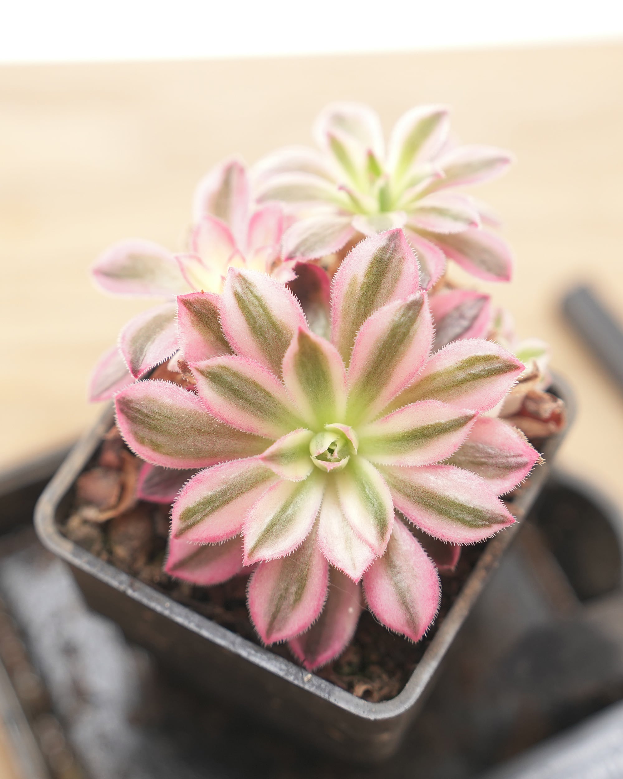 アエオニウム | PUKUBOOK SUCCULENTS