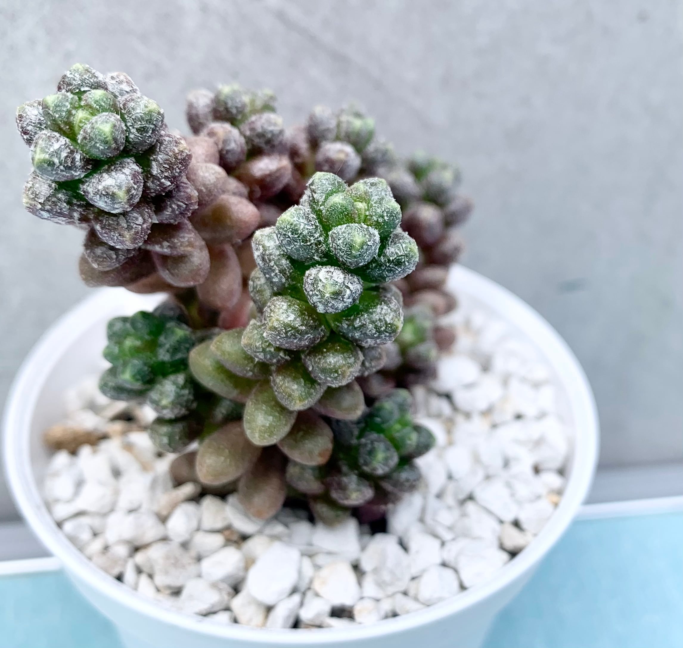 玉蓮 | 植物じかん