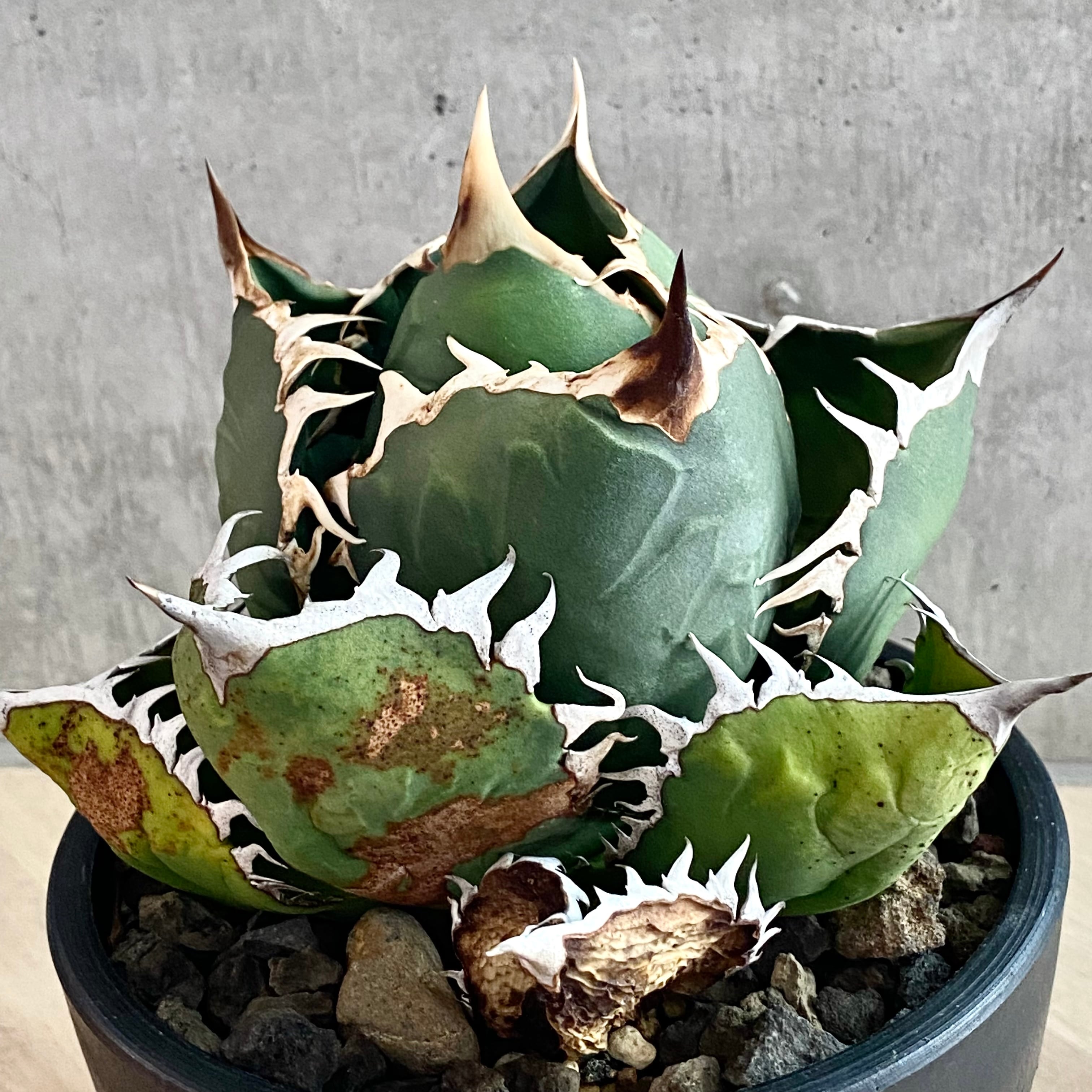 agave titanota oteroi/アガベ チタノタ オテロイ 【観葉植物】【多肉