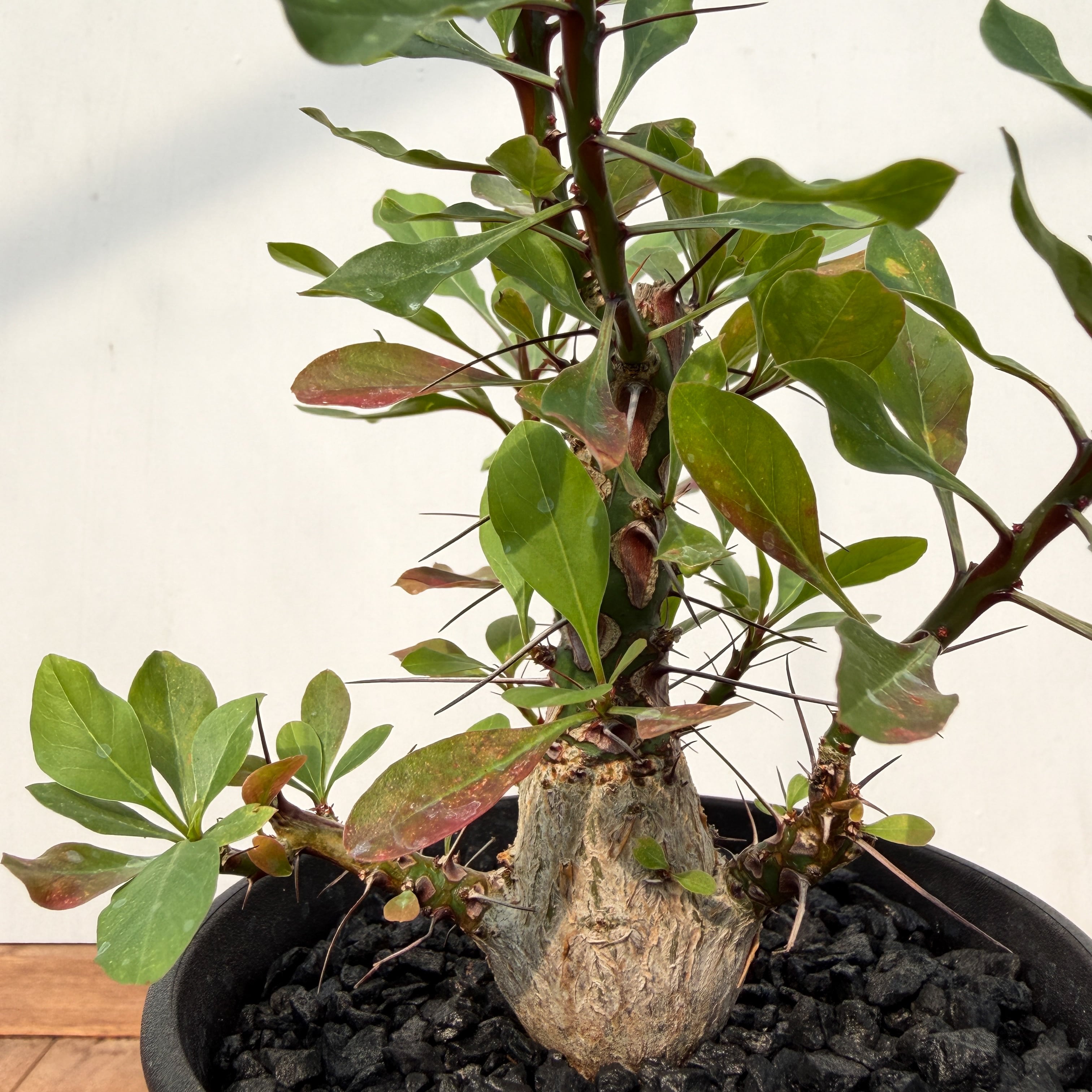 Fouquieria fasciculata【フォークイエリア・ファシクラータ・実生