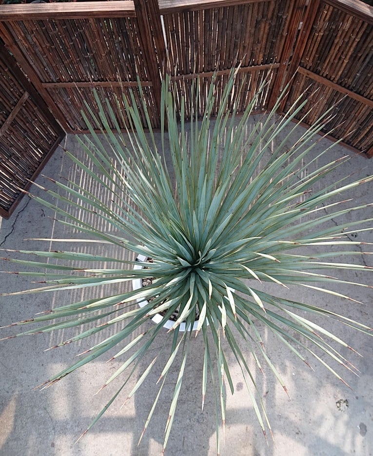 1. ユッカ ロストラータ yucca rostrata | 多肉植物ハオルチア・アガベ