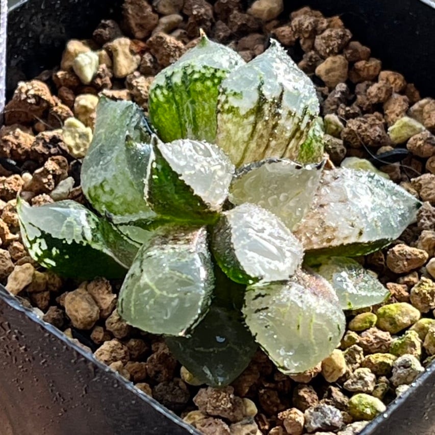 ハオルチア B型コンプトミュータント錦① | mocono_plants