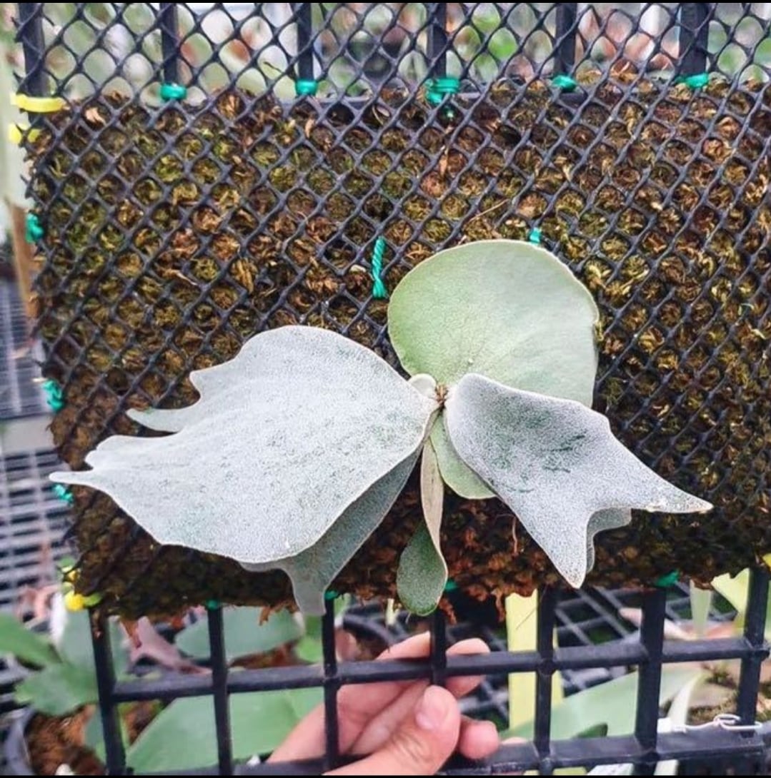 P.Willinckii cv Sri Peuak × P. Willinckii cv Watchara Sporeling