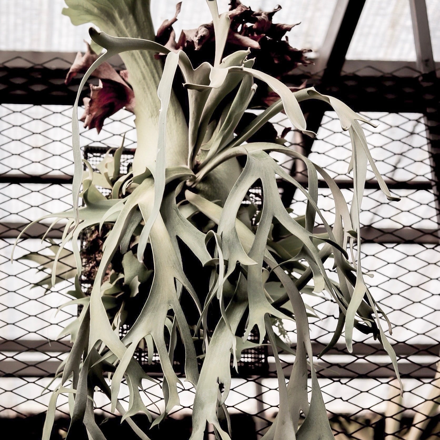 P. willinckii cv. Ryusei (pup) | naturefix