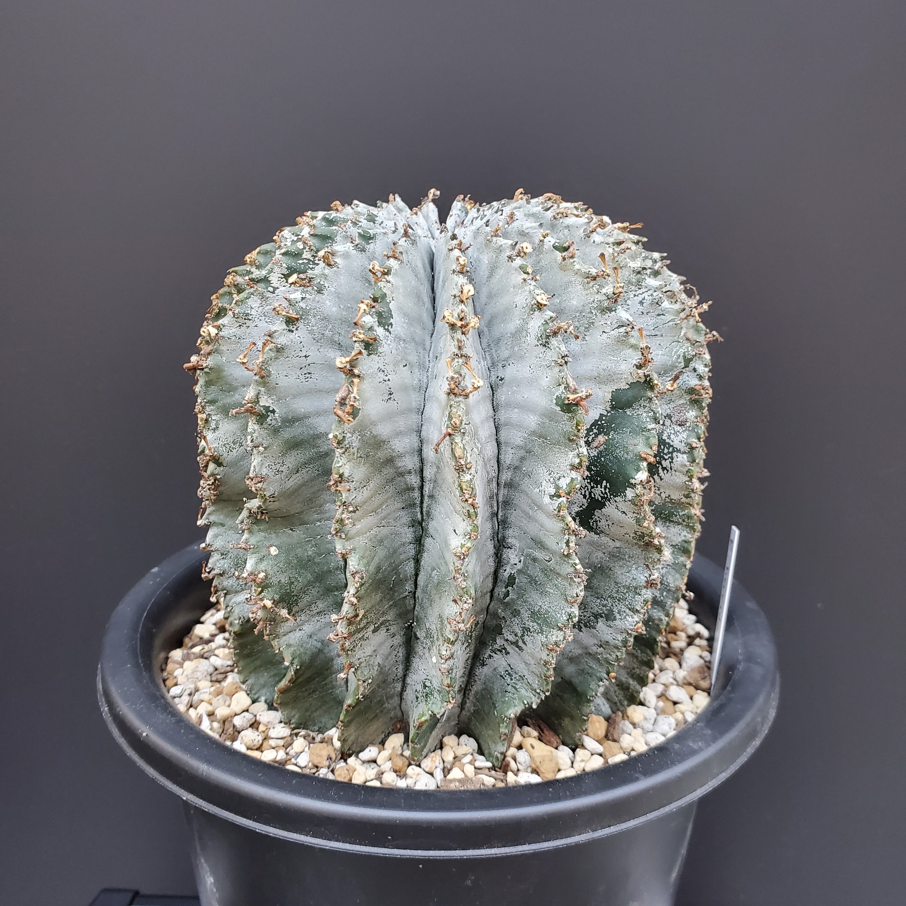 胴太】メス株 Euphorbia horrida ユーフォルビア ホリダ