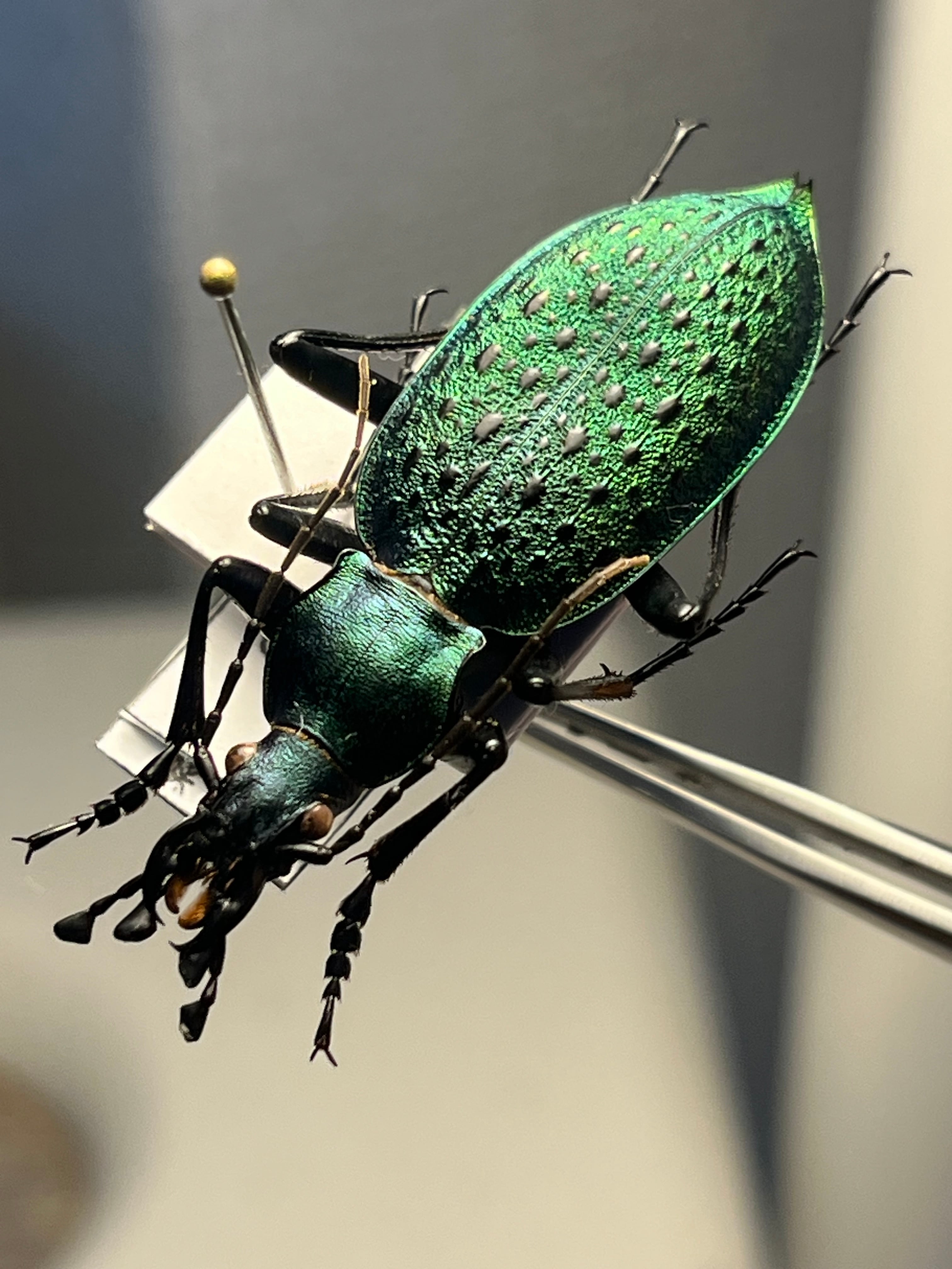 極美個体】アオカブリモドキ オサムシ標本 オサムシ マイマイカブリ
