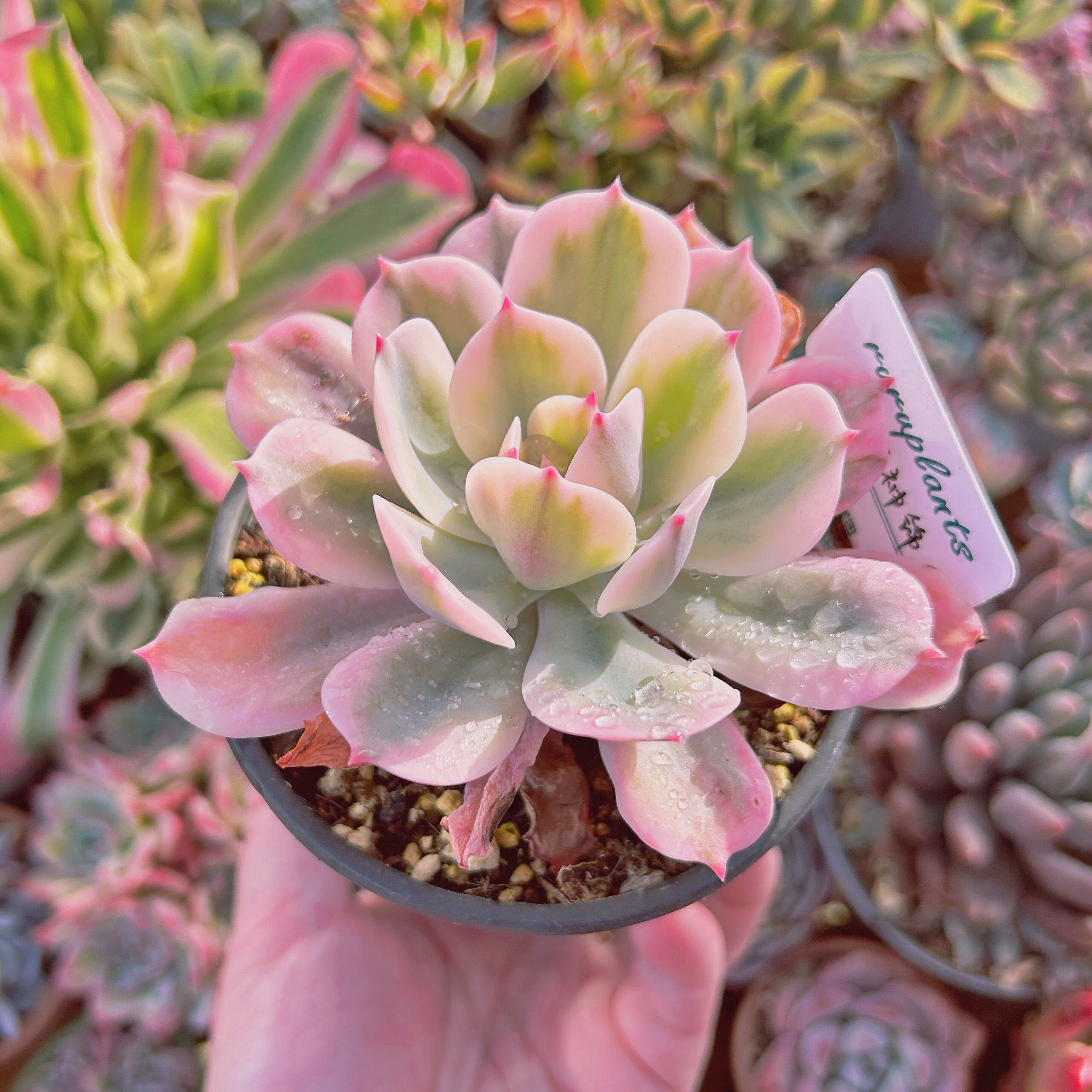 現物 多肉植物 七福神錦 特大 抜き苗 | るる農園~多肉植物専門