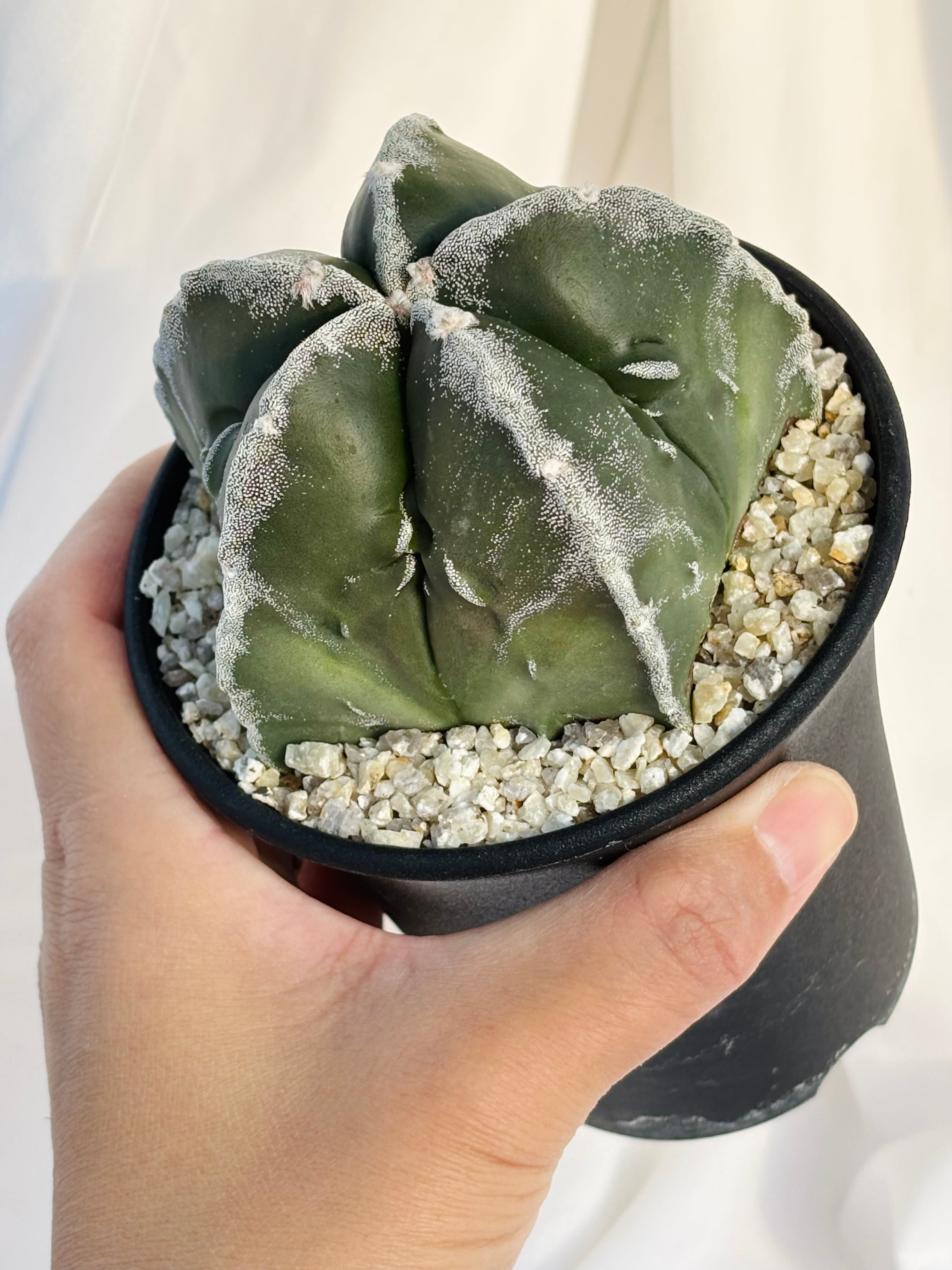 Astrophytum myriostigma アストロフィツム 白条複隆ヘキラン 白条複隆