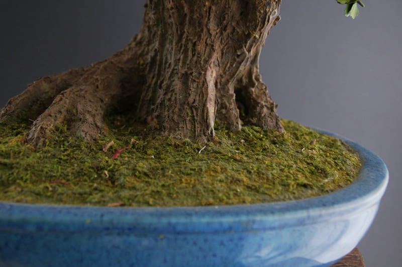 盆栽 イチョウ Ginkgo Tree Bonsai #19 | Oh! BONSAI
