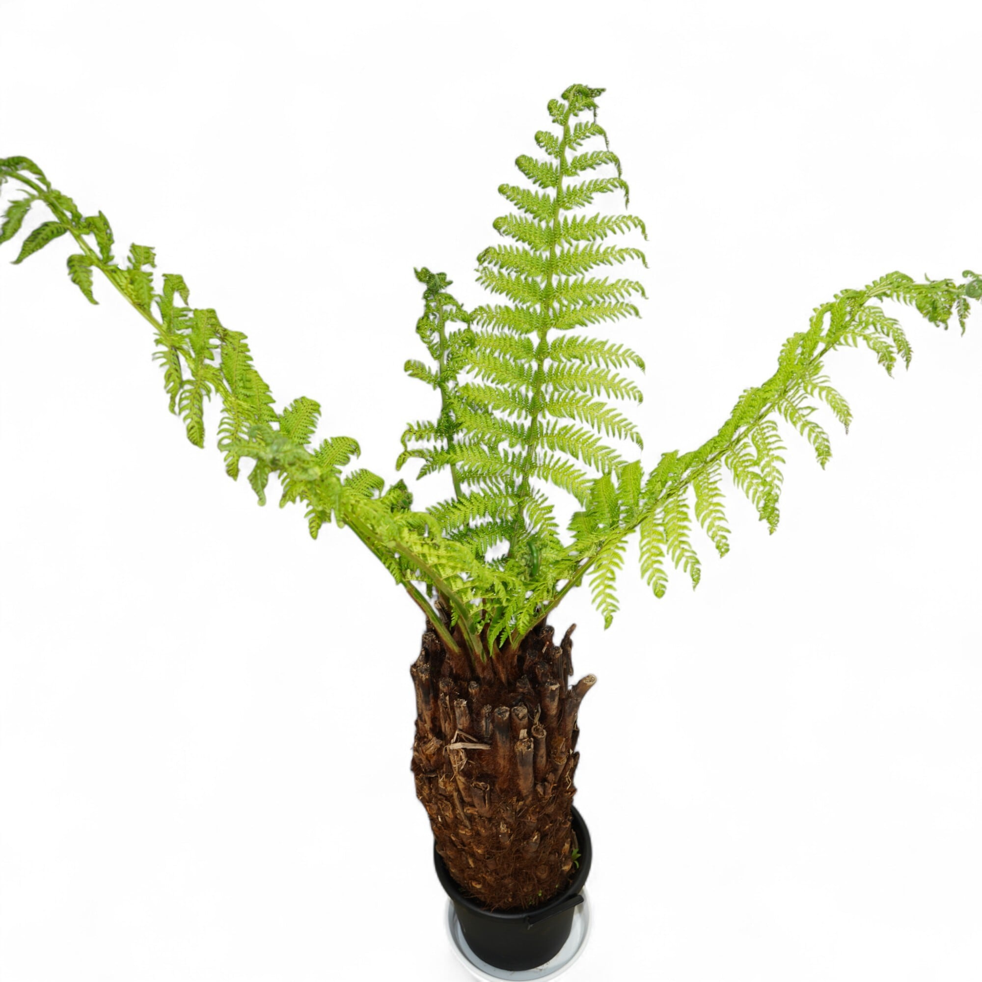 Dicksonia antarctica ディクソニア アンタルクティカ 5 木性シダ 全高