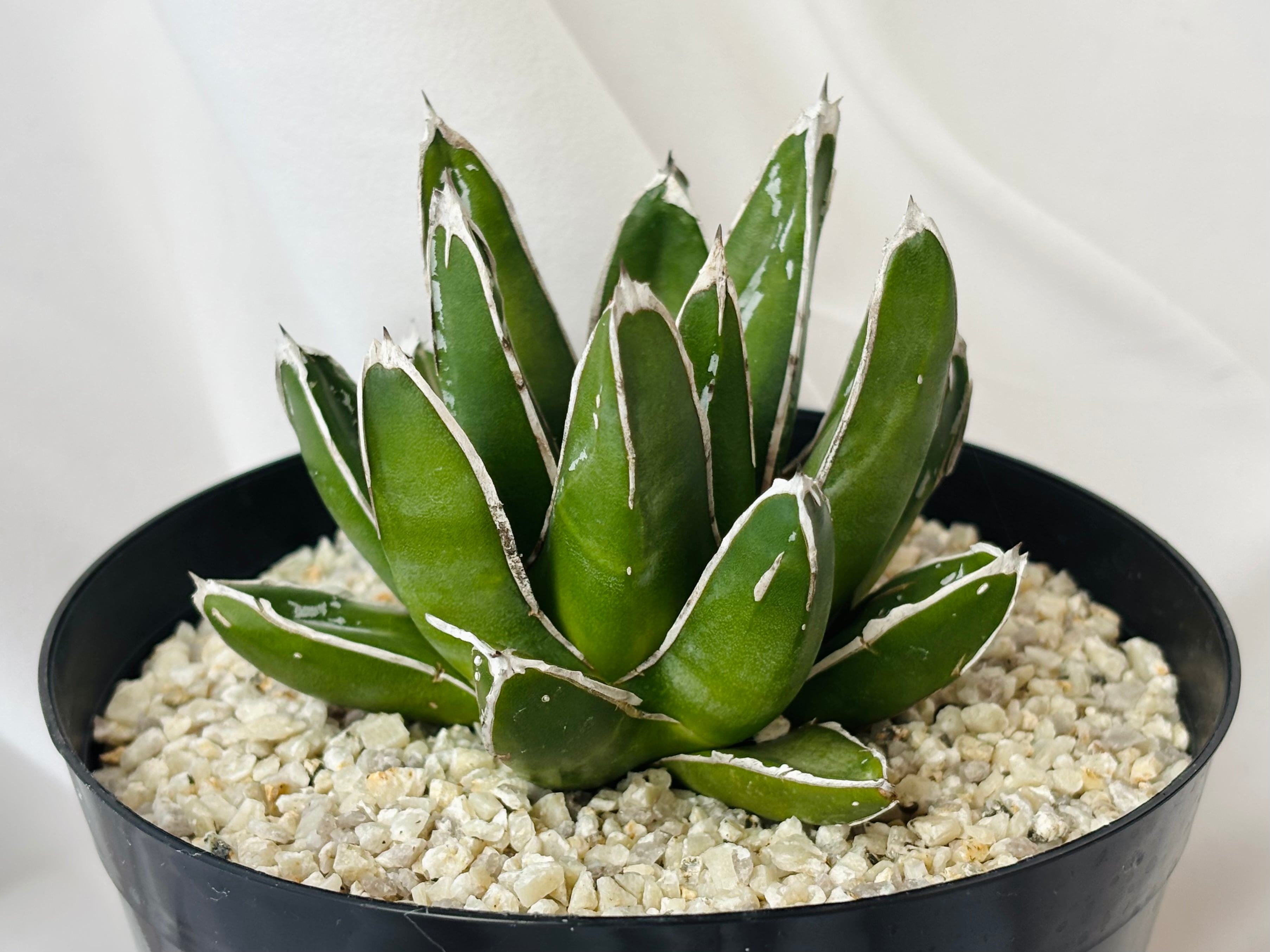 Agave victoriae reginae アガベ 笹の雪 多肉植物 | plants MARU