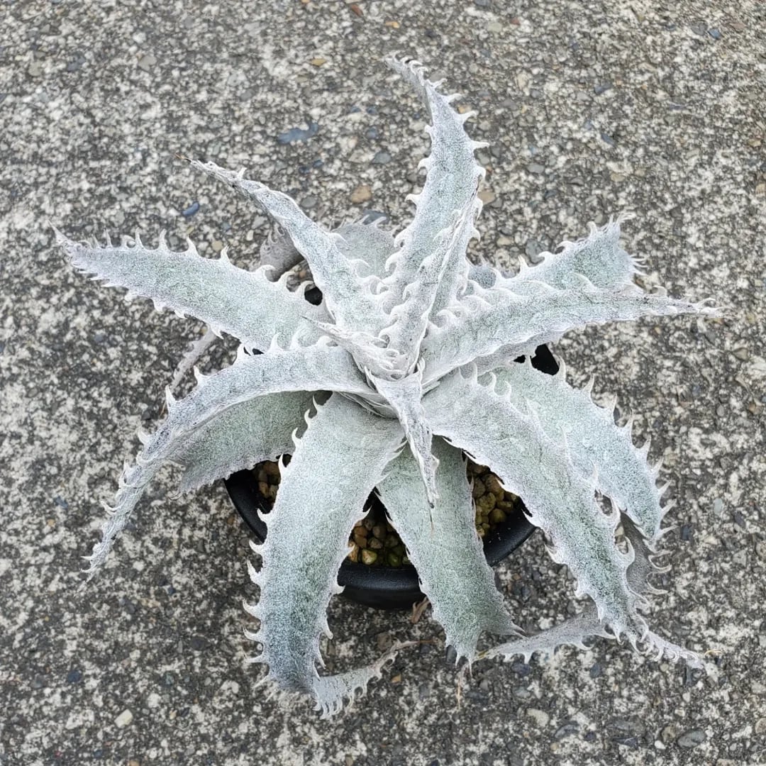 F00521_Dyckia macedoi x Bill Baker Hybrid (Green Select