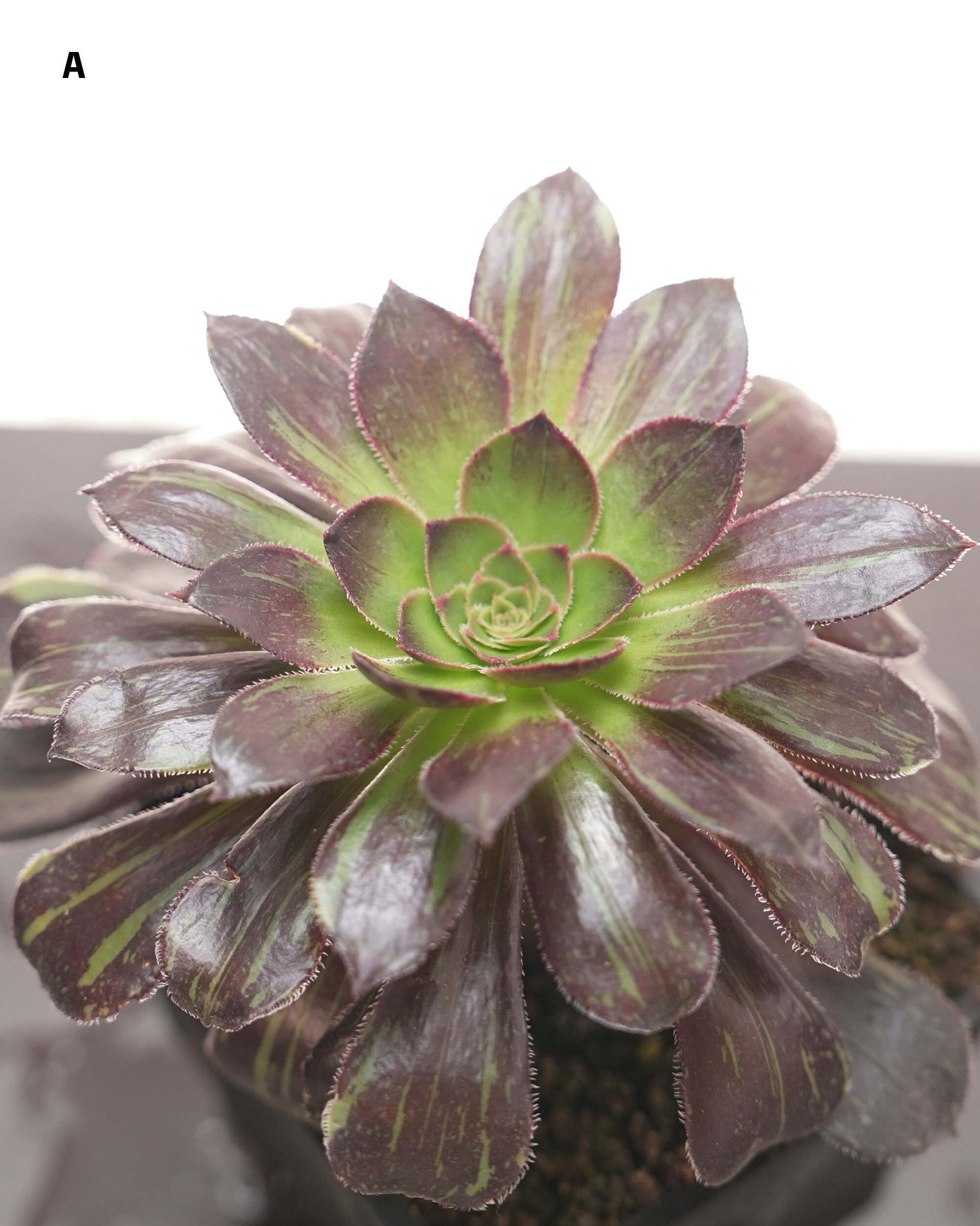 アエオニウム | PUKUBOOK SUCCULENTS